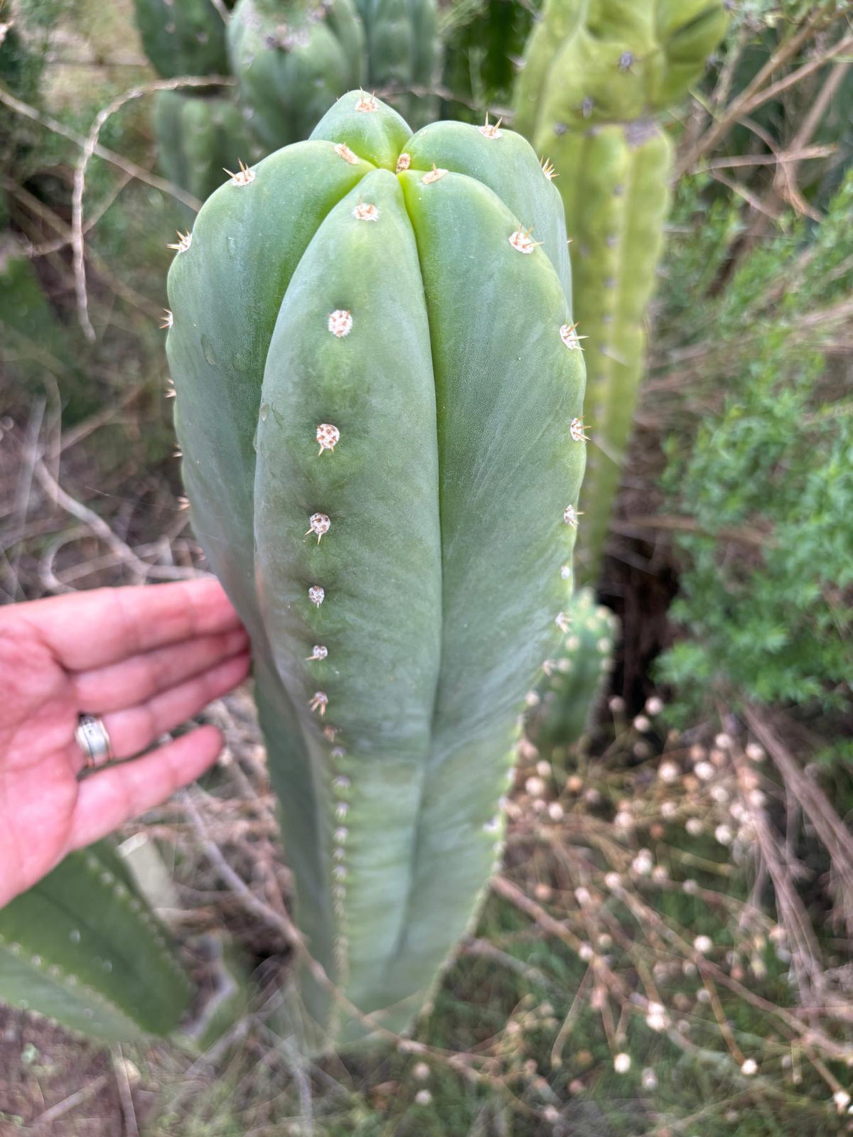 #EC364 EXACT Trichocereus Scopulicola SCG16 12” cutting-Cactus - Large - Exact-The Succulent Source