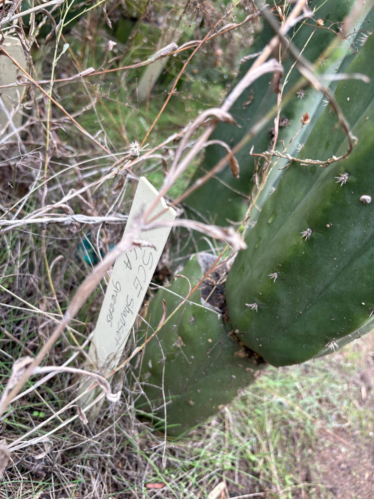 #EC364 EXACT Trichocereus Scopulicola SCG16 12” cutting-Cactus - Large - Exact-The Succulent Source