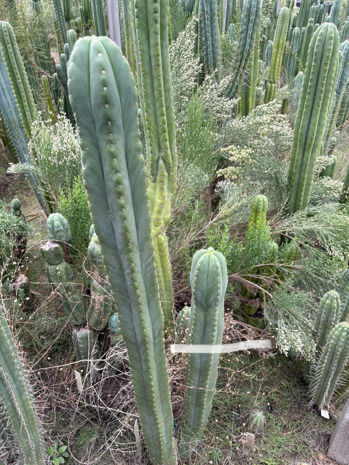 #EC364 EXACT Trichocereus Scopulicola SCG16 12” cutting-Cactus - Large - Exact-The Succulent Source
