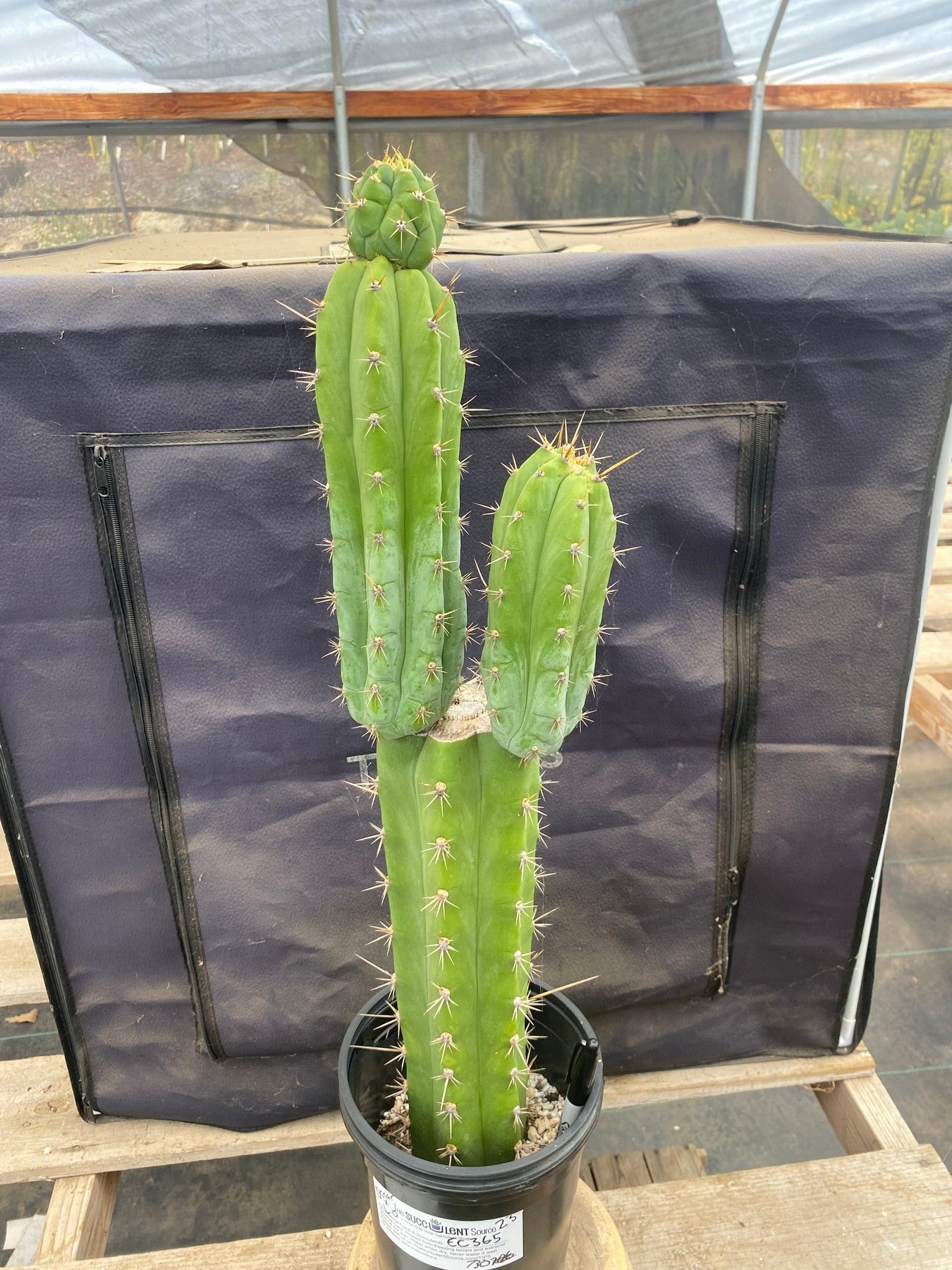 #EC365 EXACT Trichocereus Hybrid Oscar X Lumberjack Cactus 23”-Cactus - Large - Exact-The Succulent Source