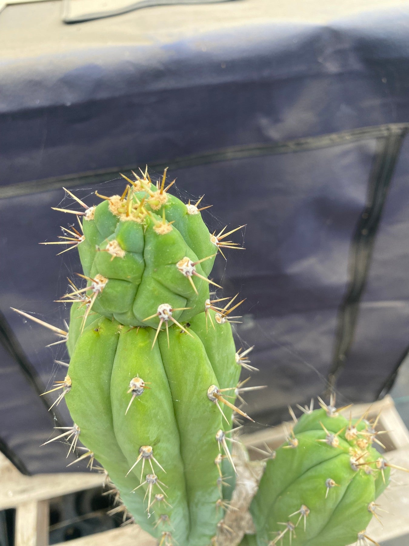 #EC365 EXACT Trichocereus Hybrid Oscar X Lumberjack Cactus 23”-Cactus - Large - Exact-The Succulent Source