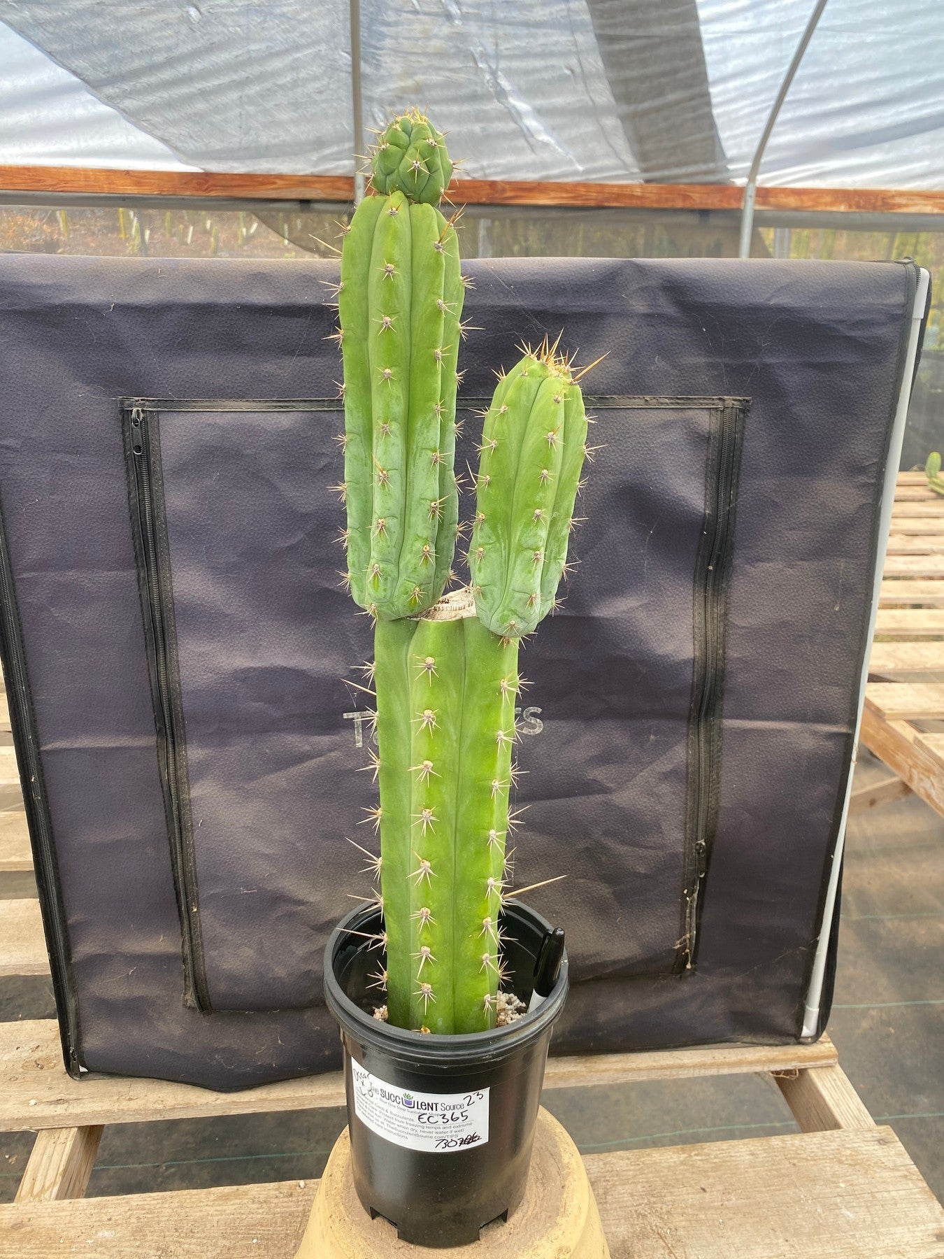 #EC365 EXACT Trichocereus Hybrid Oscar X Lumberjack Cactus 23”-Cactus - Large - Exact-The Succulent Source