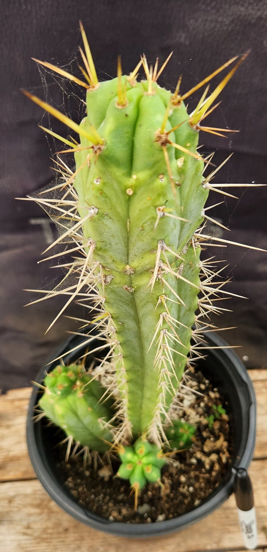 #EC365 EXACT Trichocereus Hybrid SS02 X HELEN Cactus 13.5”-Cactus - Large - Exact-The Succulent Source