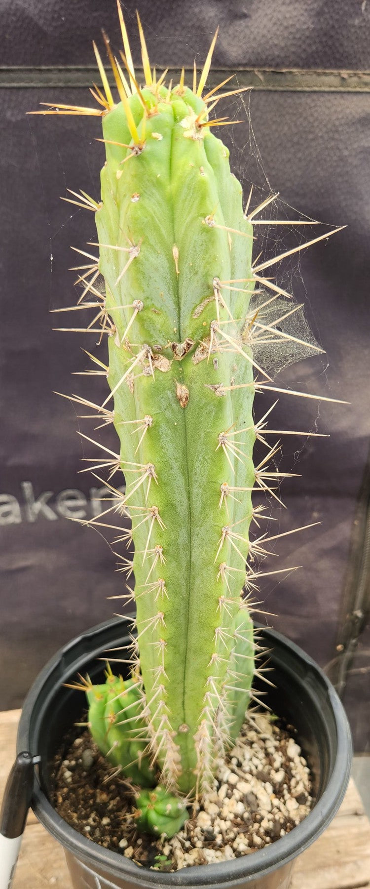 #EC365 EXACT Trichocereus Hybrid SS02 X HELEN Cactus 13.5”-Cactus - Large - Exact-The Succulent Source