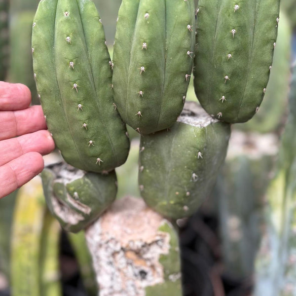identifying san pedro cactus San Pedro Cactus for Sale Trichocereus