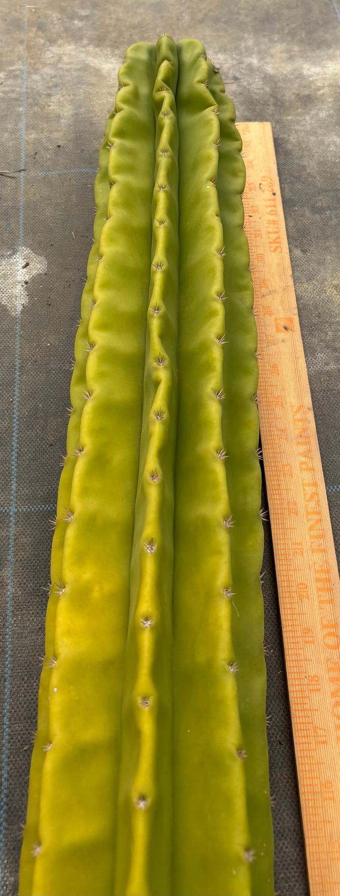 #EC366 EXACT Scop X Bertha 35”-Cactus - Large - Exact-The Succulent Source