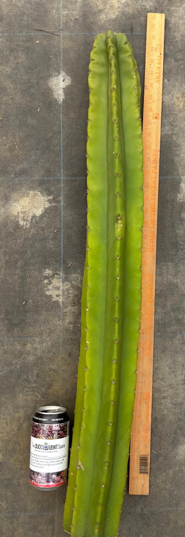 #EC366 EXACT Scop X Bertha 35”-Cactus - Large - Exact-The Succulent Source