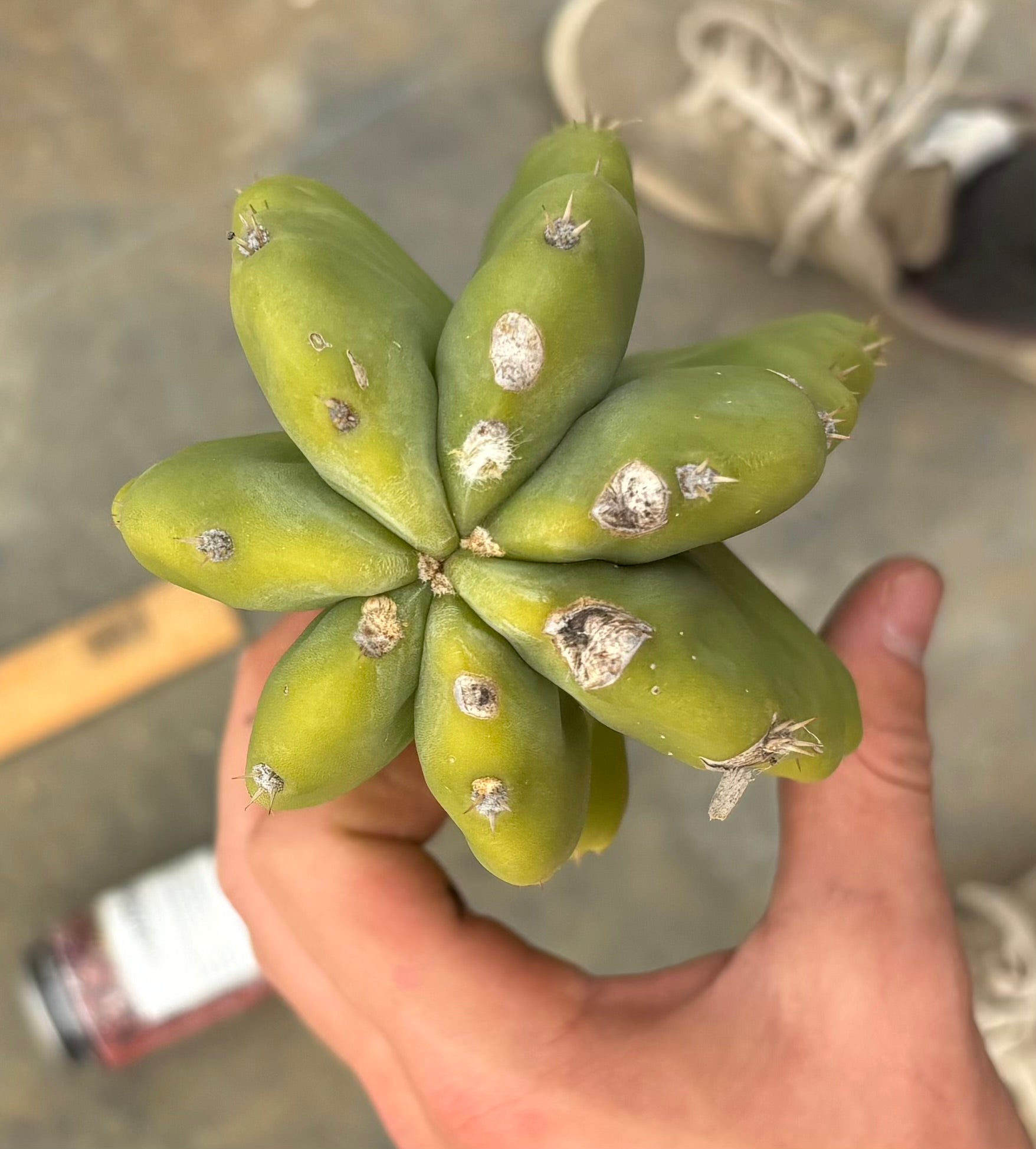 #EC366 EXACT Scop X Bertha 35”-Cactus - Large - Exact-The Succulent Source