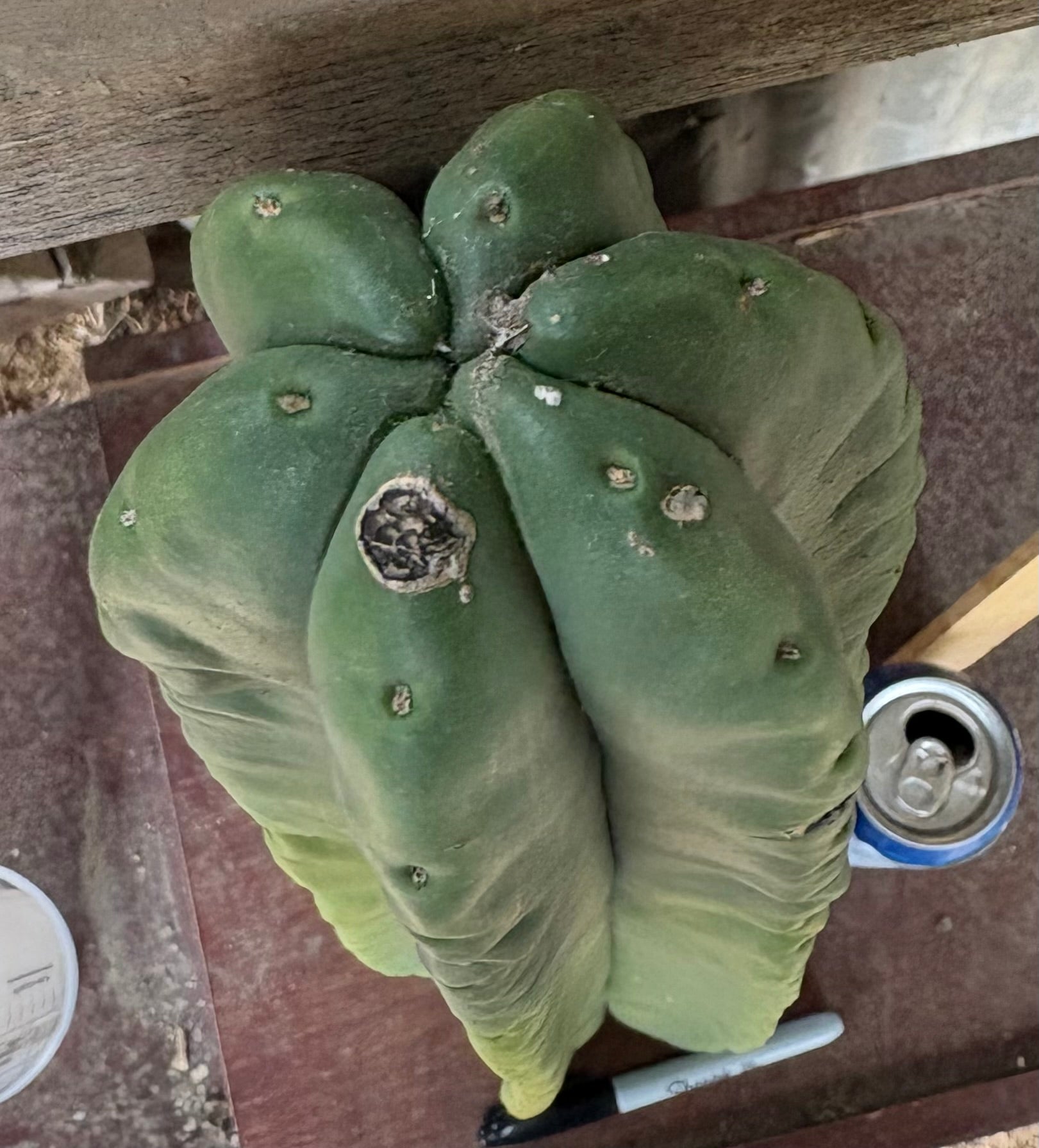 #EC366 EXACT Trichocereus Brighton Cordobensis X Scop Kirsty Cactus Cutting 24.5”-Cactus - Large - Exact-The Succulent Source