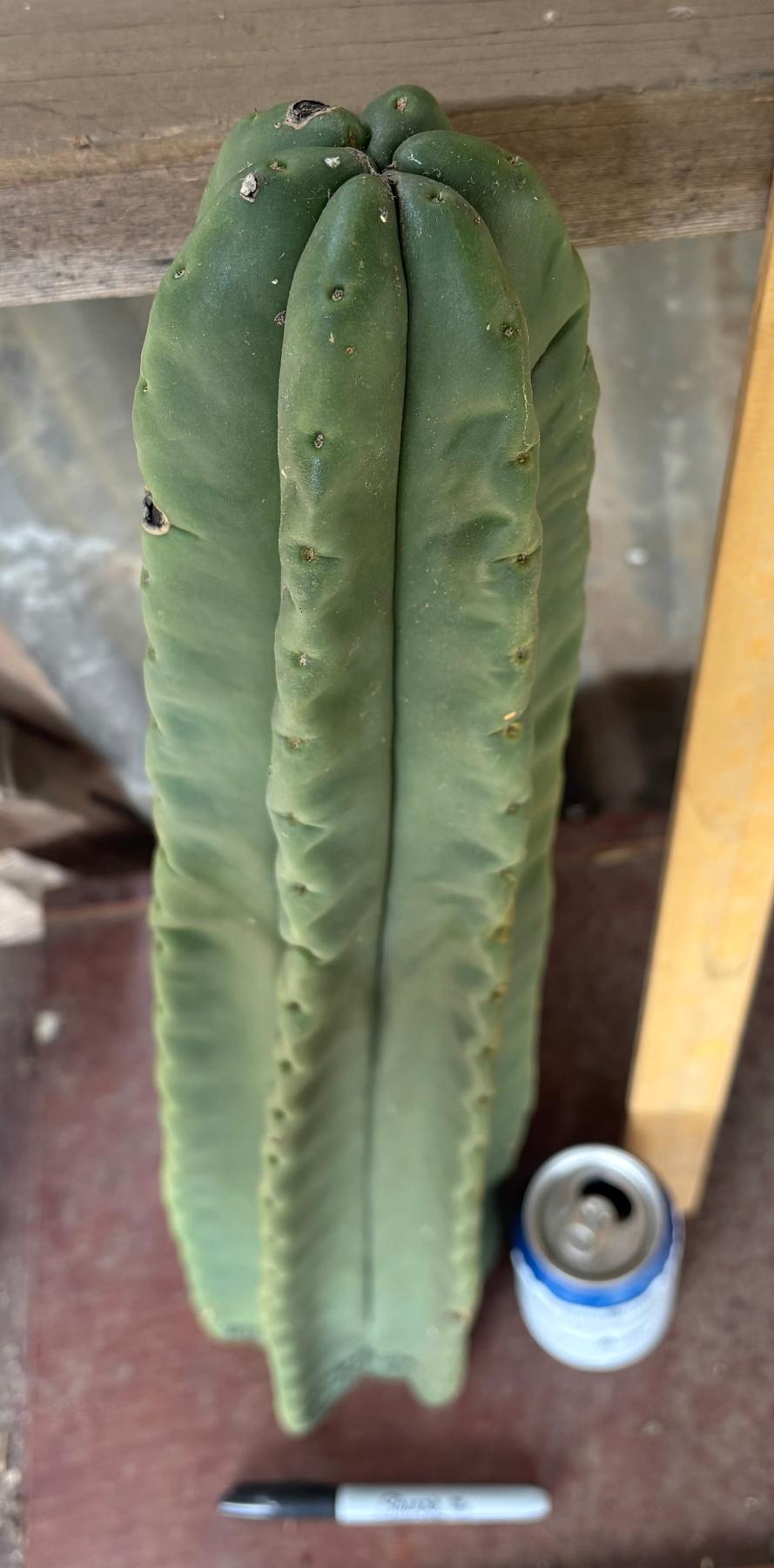 #EC366 EXACT Trichocereus Brighton Cordobensis X Scop Kirsty Cactus Cutting 24.5”-Cactus - Large - Exact-The Succulent Source