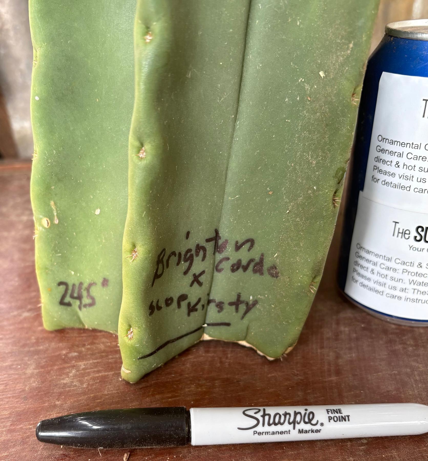 #EC366 EXACT Trichocereus Brighton Cordobensis X Scop Kirsty Cactus Cutting 24.5”-Cactus - Large - Exact-The Succulent Source