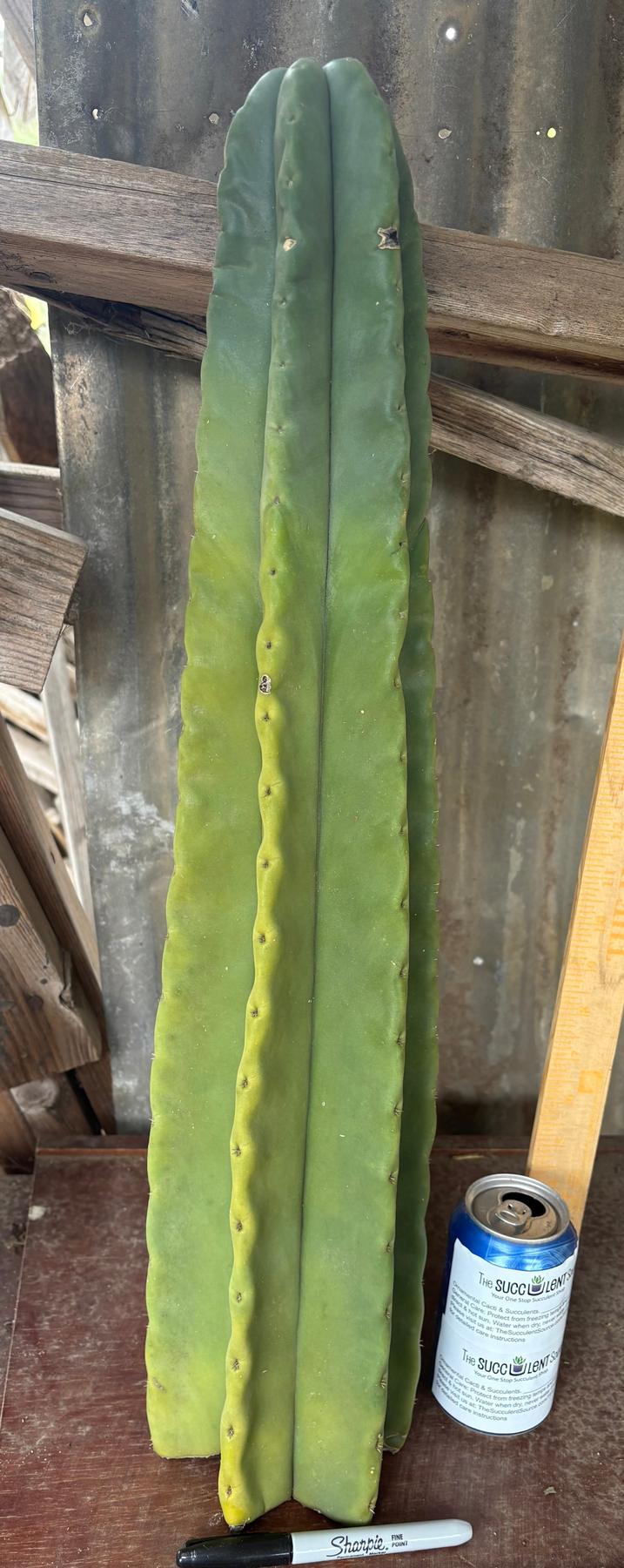 #EC366 EXACT Trichocereus Brighton Cordobensis X Scop Kirsty Cactus Cutting 24.5”-Cactus - Large - Exact-The Succulent Source