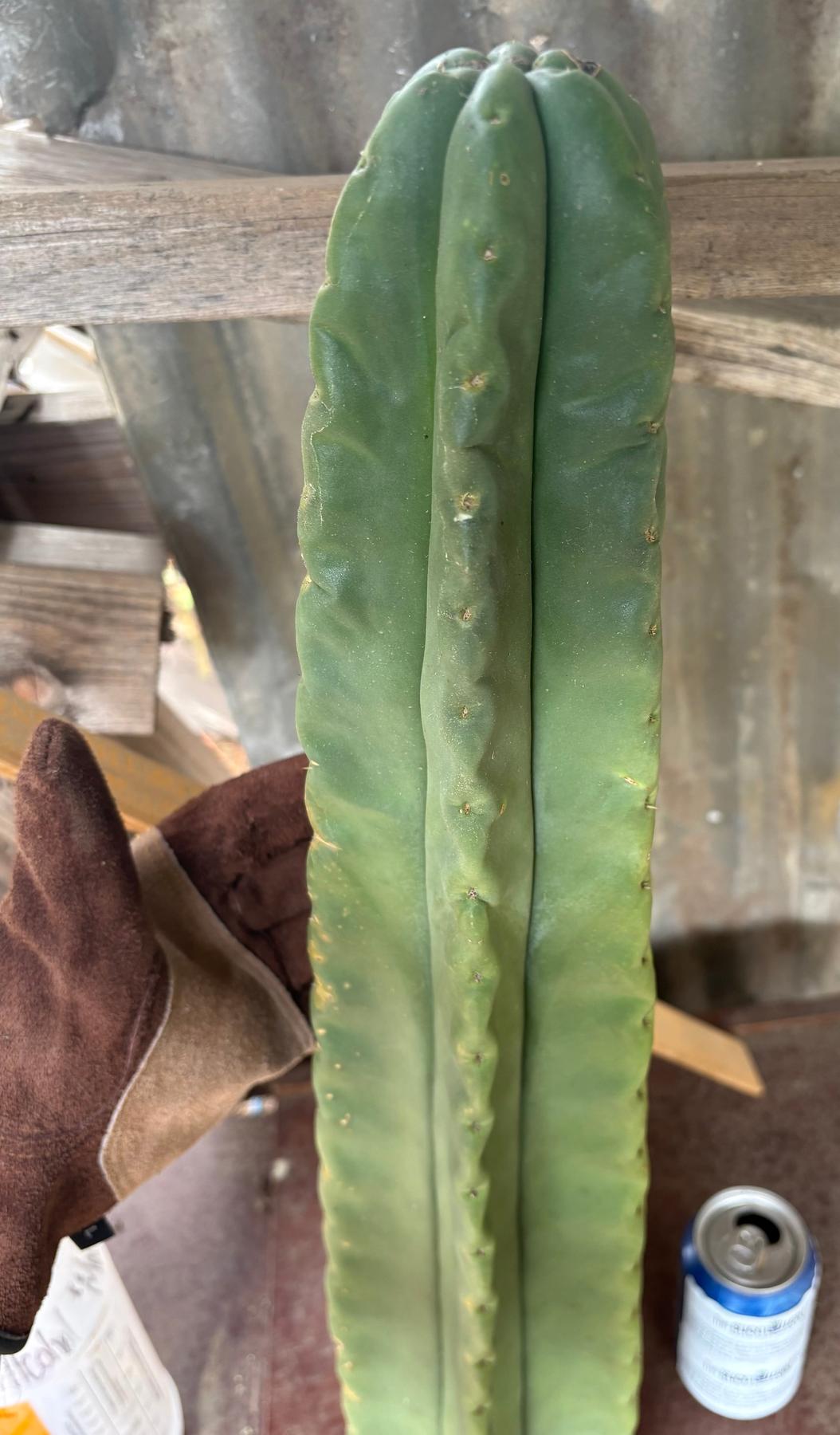 #EC366 EXACT Trichocereus Brighton Cordobensis X Scop Kirsty Cactus Cutting 24.5”-Cactus - Large - Exact-The Succulent Source