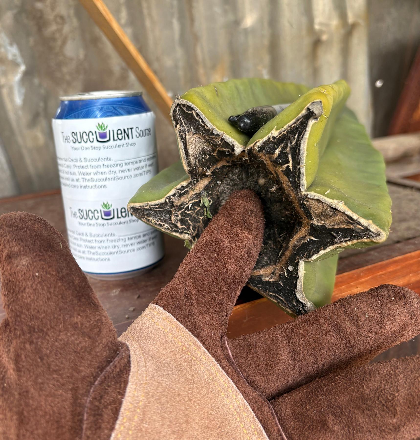 #EC366 EXACT Trichocereus Brighton Cordobensis X Scop Kirsty Cactus Cutting 24.5”-Cactus - Large - Exact-The Succulent Source