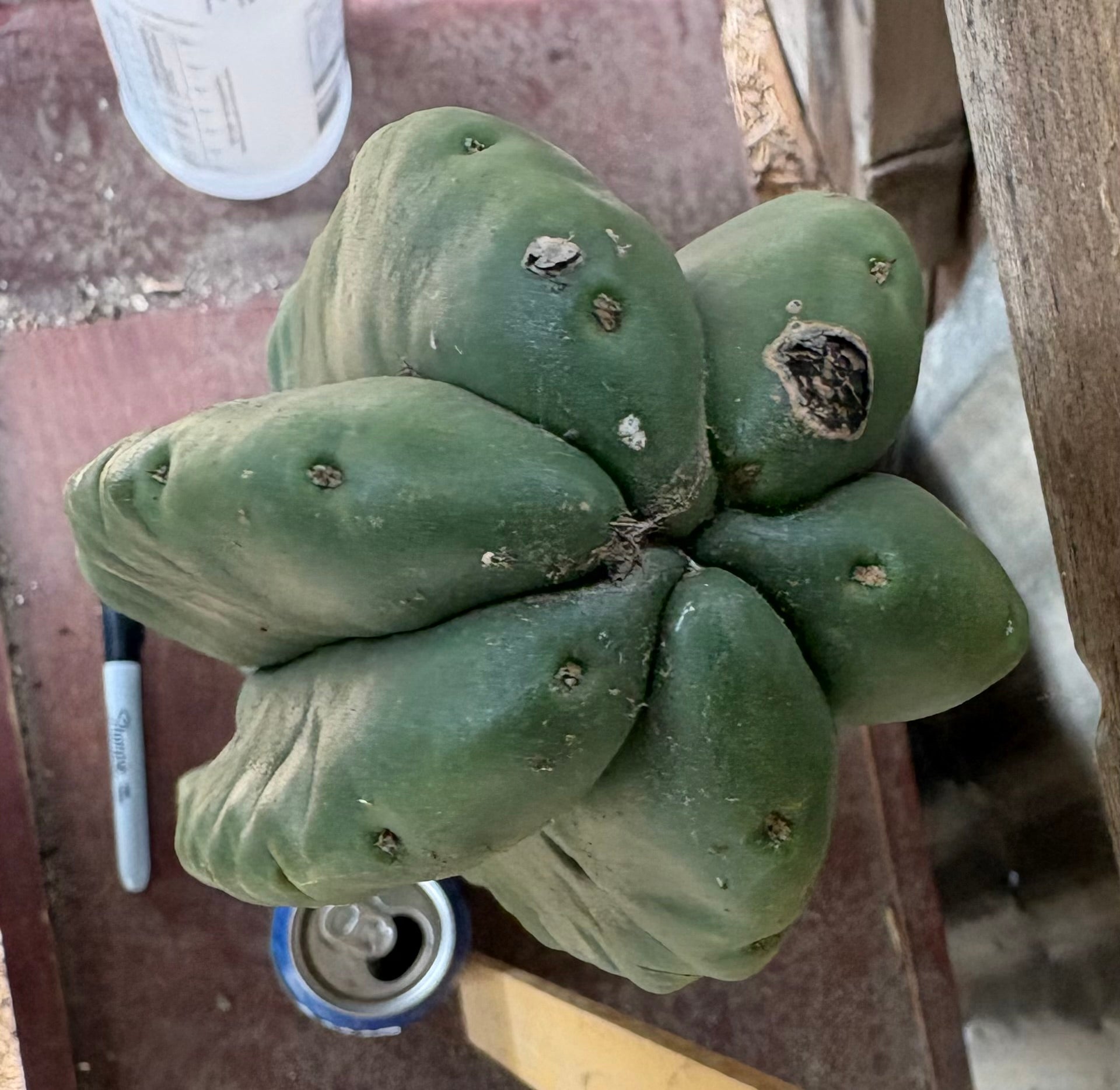 #EC366 EXACT Trichocereus Brighton Cordobensis X Scop Kirsty Cactus Cutting 24.5”-Cactus - Large - Exact-The Succulent Source