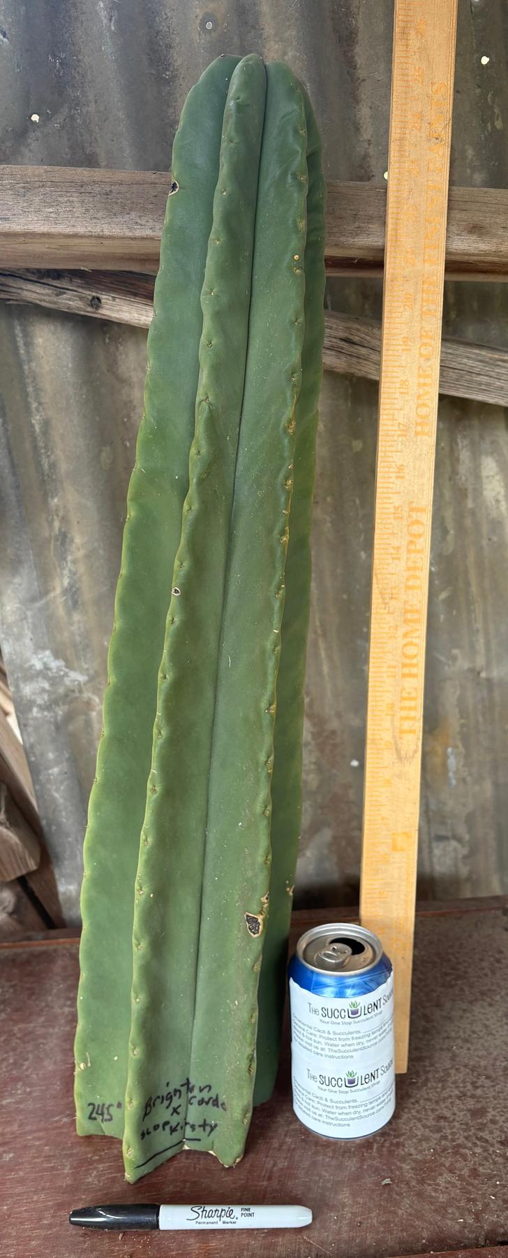 #EC366 EXACT Trichocereus Brighton Cordobensis X Scop Kirsty Cactus Cutting 24.5”-Cactus - Large - Exact-The Succulent Source