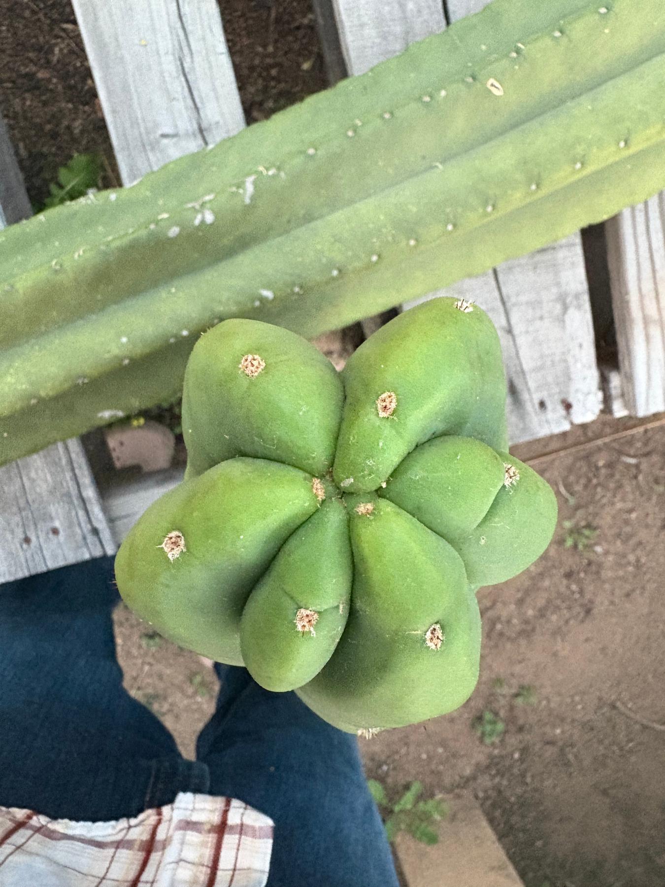#EC366 EXACT Trichocereus Scopulicola hybrid? Cactus Cutting 43” approx-Cactus - Large - Exact-The Succulent Source