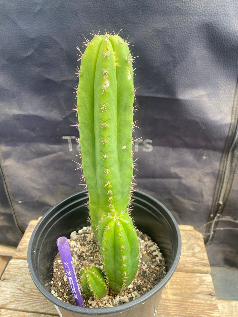 #EC367 EXACT Trichocereus Hybrid Huarazensis X Kimnach Cactus 10"