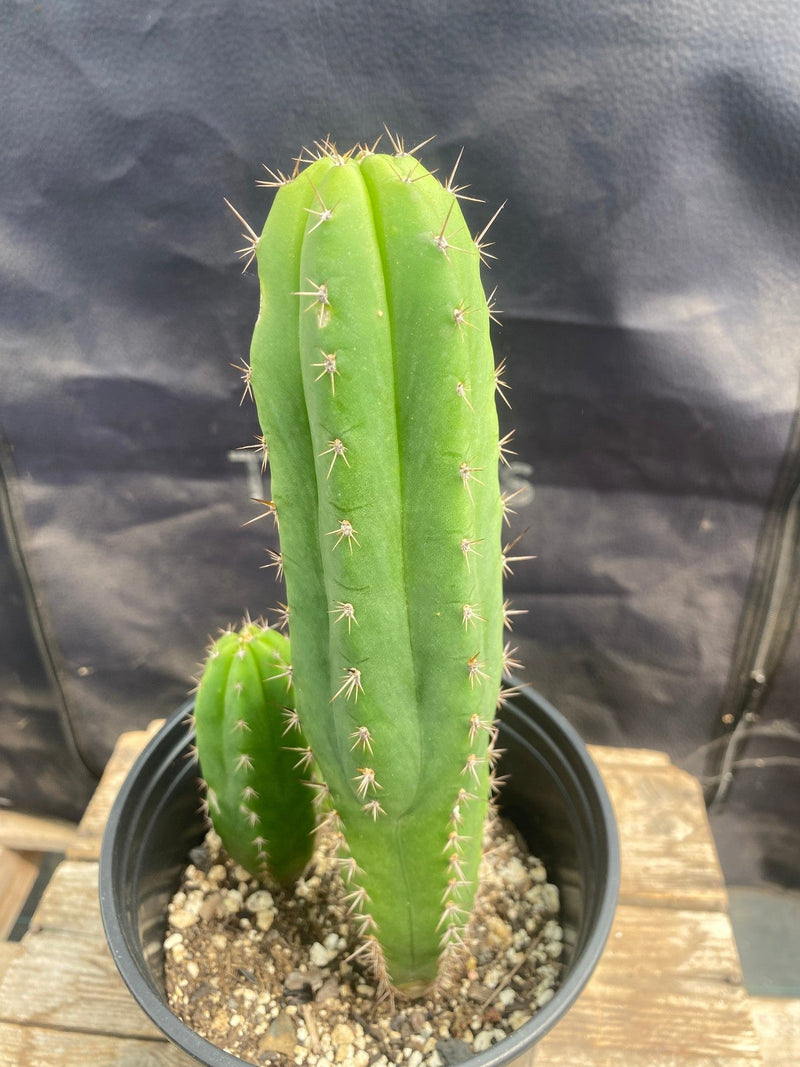#EC367 EXACT Trichocereus Hybrid Huarazensis X Kimnach Cactus 10"