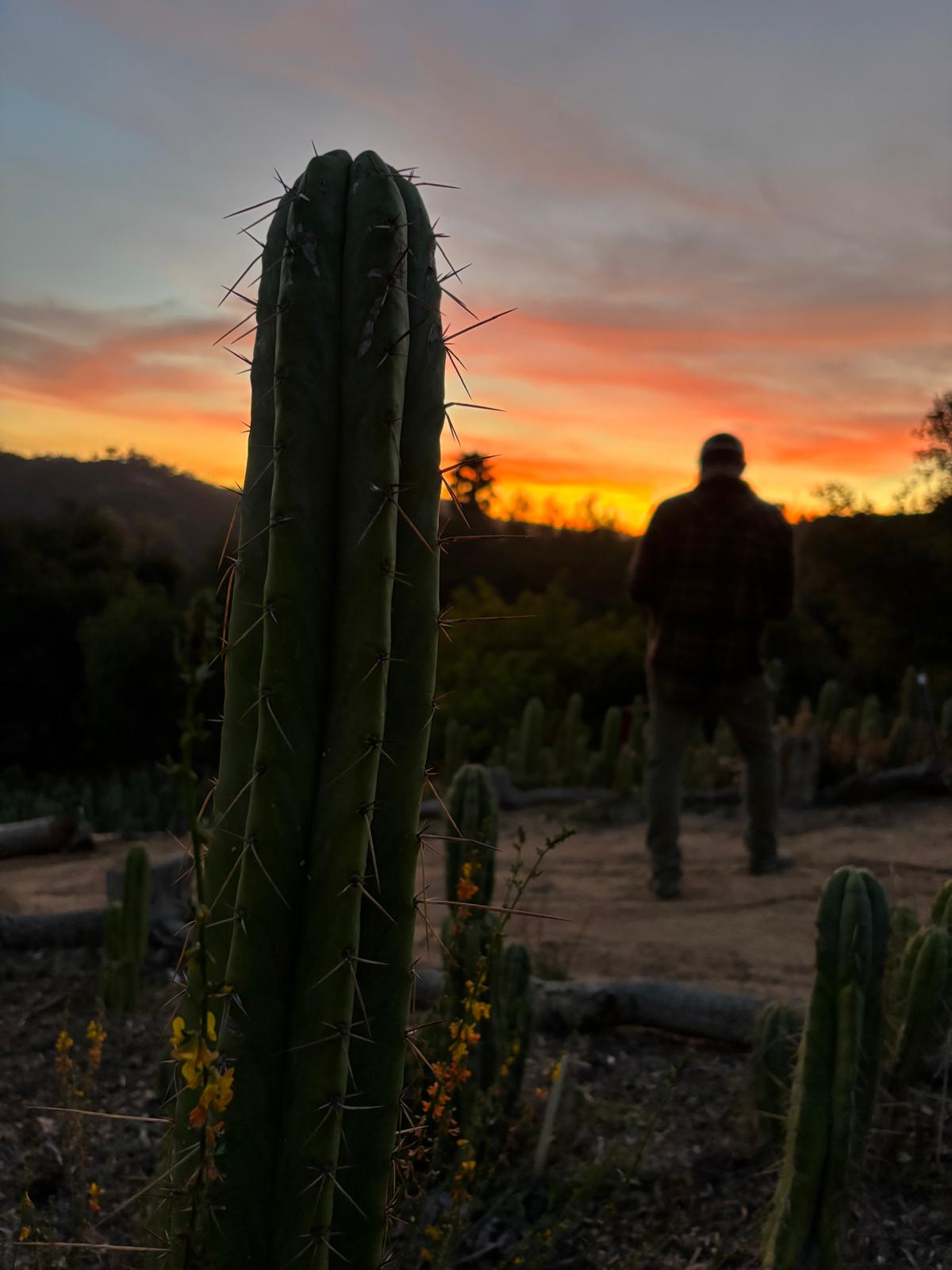 Cactus✩ San Pedro Cactus for Sale Trichocereus - #EC367 EXACT Trichocereus