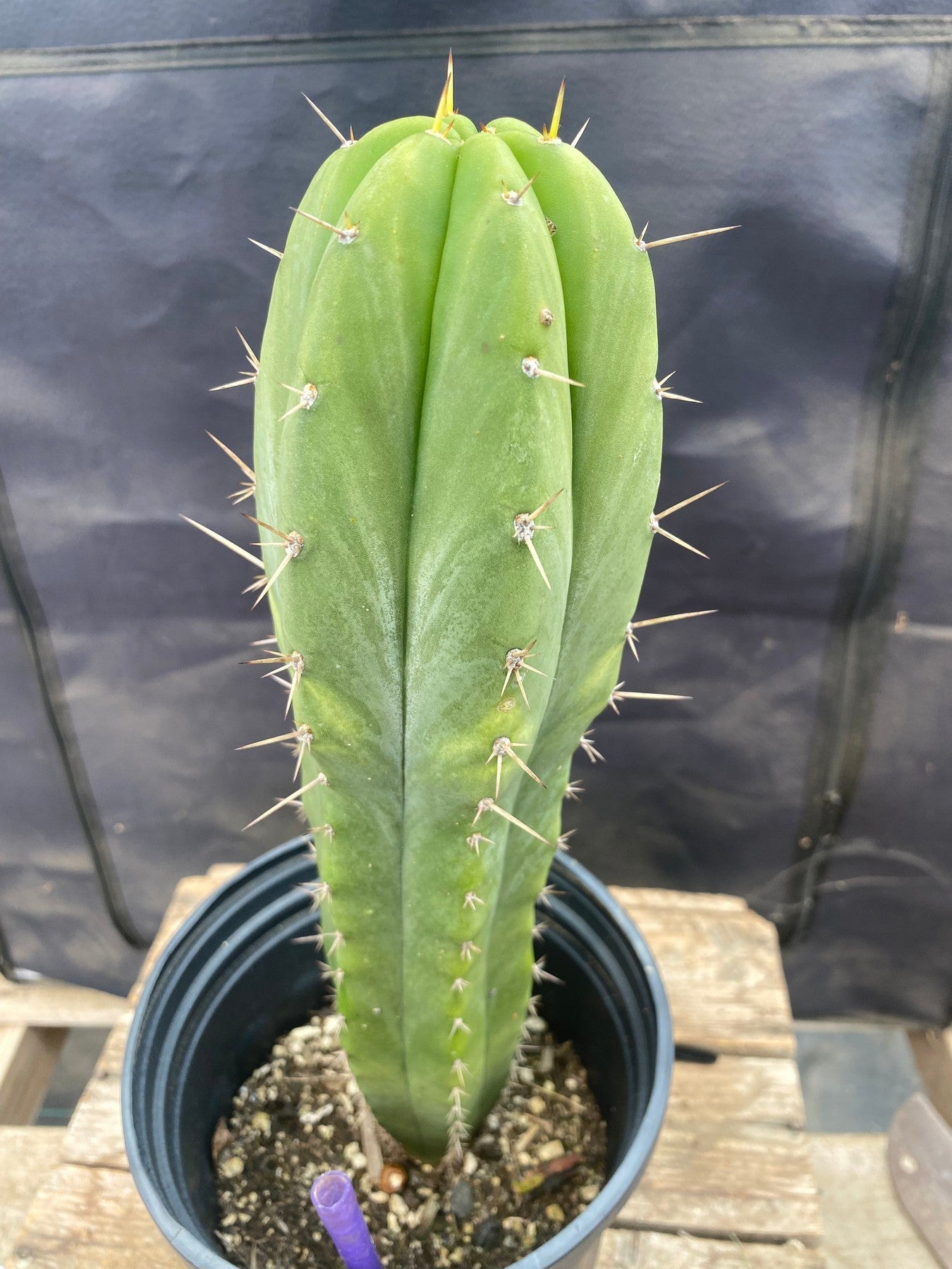 #EC368 EXACT Trichocereus Hybrid Malo4 X HZ Cactus 12.5"-Cactus - Large - Exact-The Succulent Source