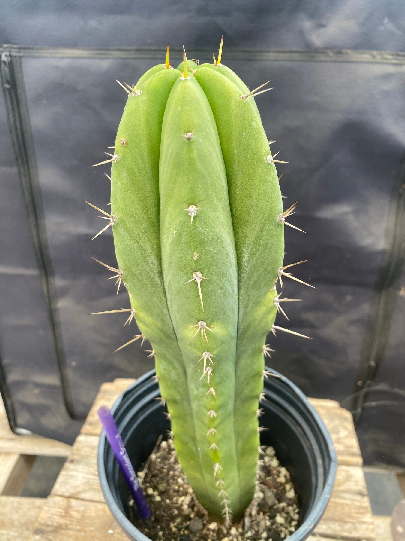 #EC368 EXACT Trichocereus Hybrid Malo4 X HZ Cactus 12.5"-Cactus - Large - Exact-The Succulent Source