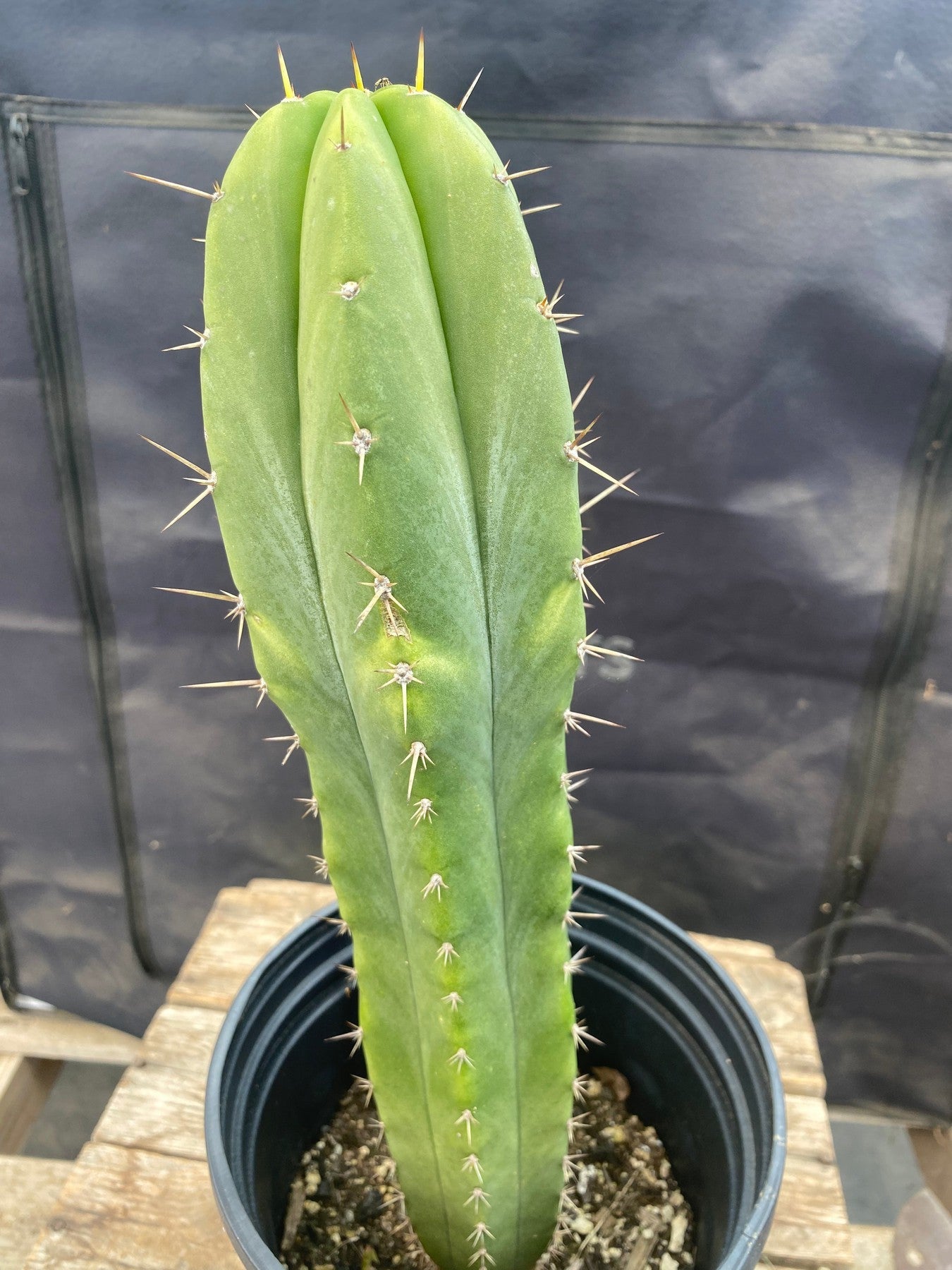 #EC368 EXACT Trichocereus Hybrid Malo4 X HZ Cactus 12.5"-Cactus - Large - Exact-The Succulent Source