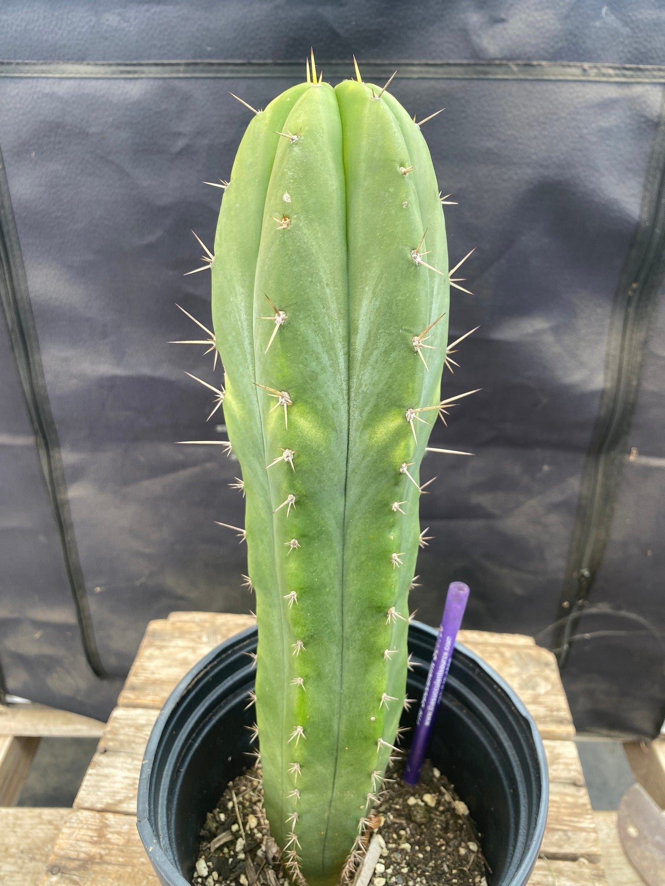 #EC368 EXACT Trichocereus Hybrid Malo4 X HZ Cactus 12.5"-Cactus - Large - Exact-The Succulent Source