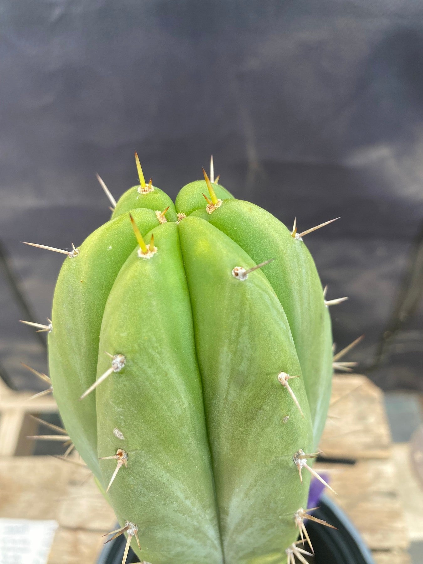 #EC368 EXACT Trichocereus Hybrid Malo4 X HZ Cactus 12.5"-Cactus - Large - Exact-The Succulent Source
