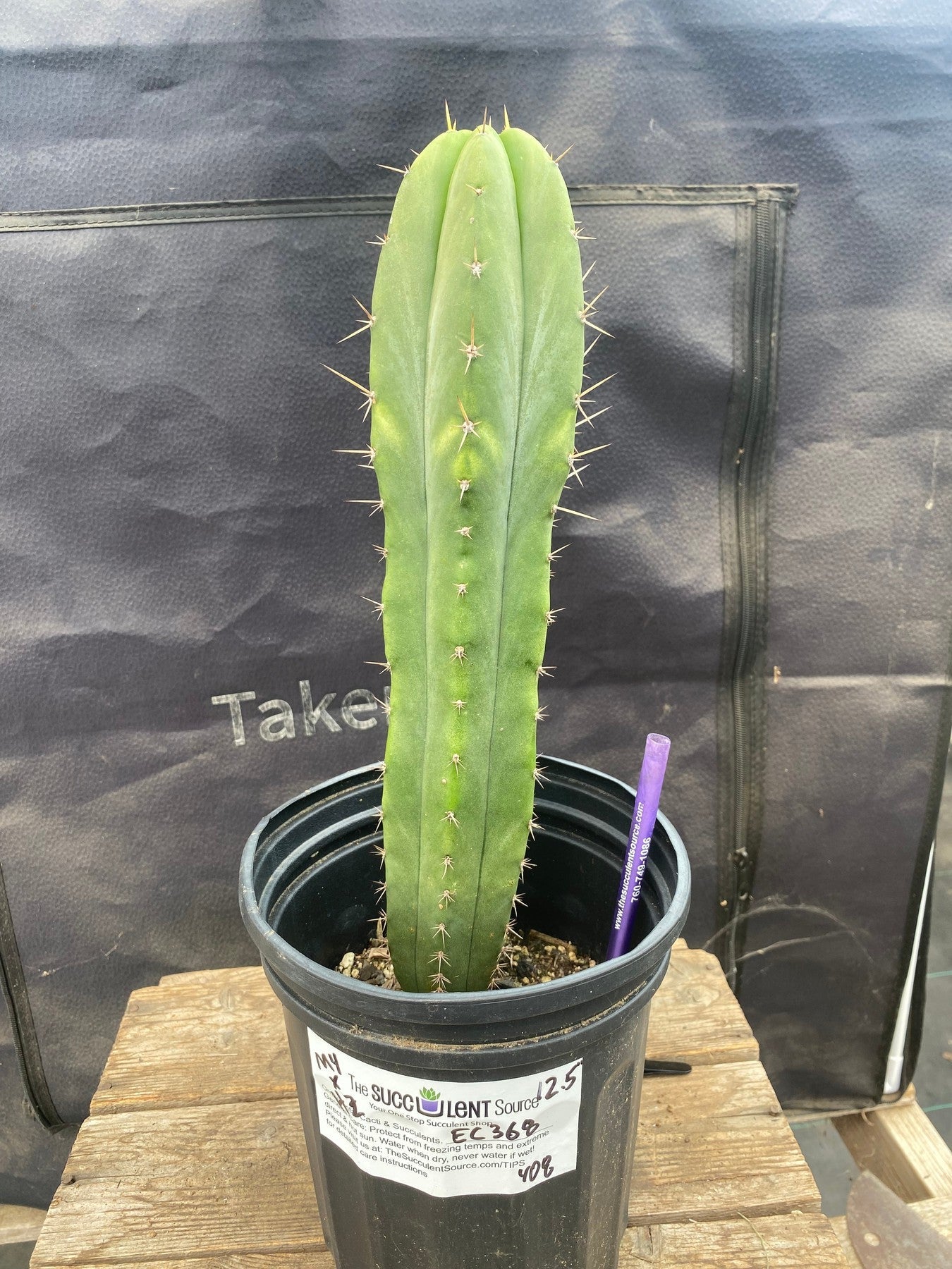 #EC368 EXACT Trichocereus Hybrid Malo4 X HZ Cactus 12.5"-Cactus - Large - Exact-The Succulent Source