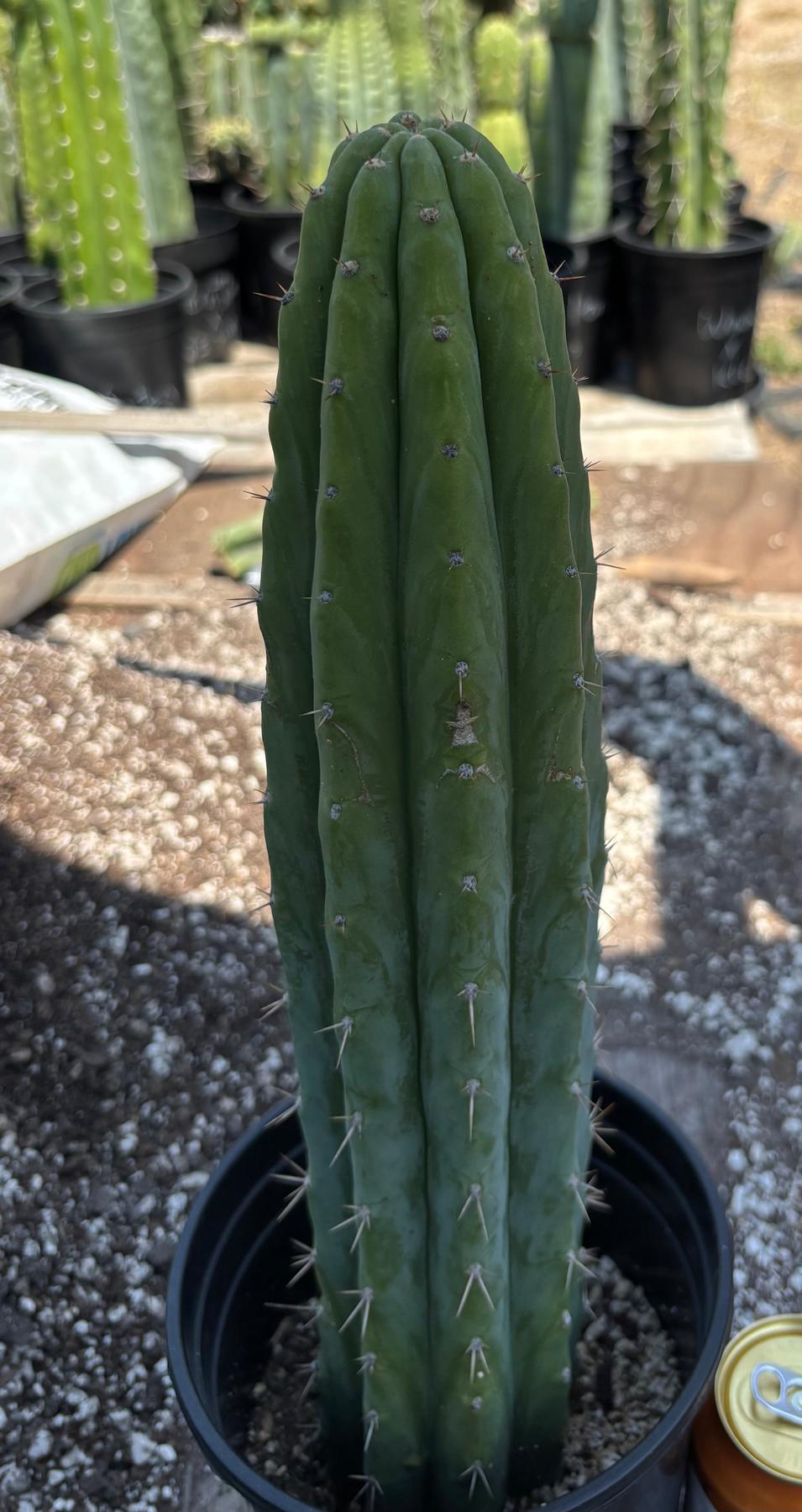 #EC368 EXACT Trichocereus Lost Label Cactus 16"-Cactus - Large - Exact-The Succulent Source
