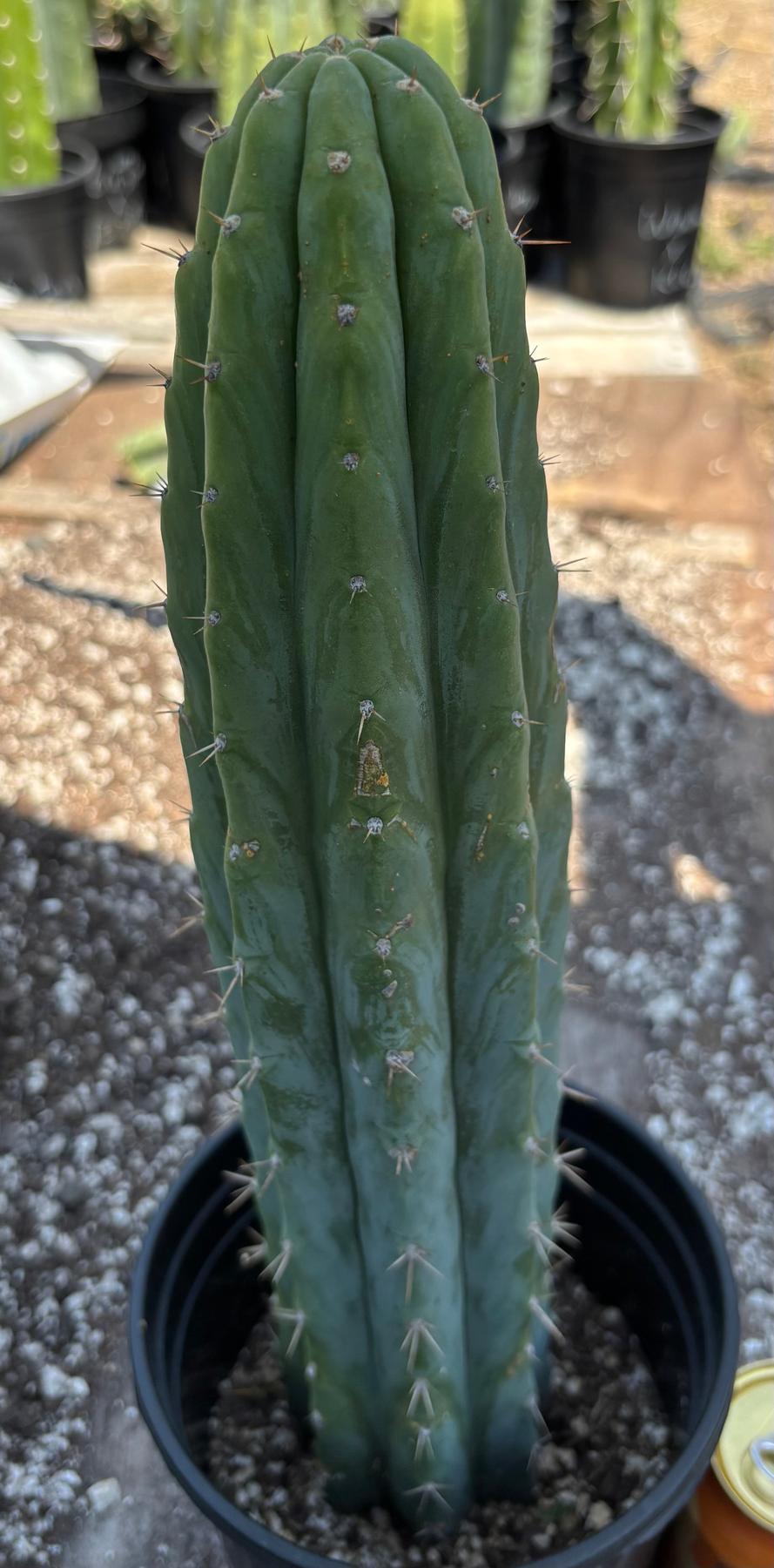 #EC368 EXACT Trichocereus Lost Label Cactus 16"-Cactus - Large - Exact-The Succulent Source
