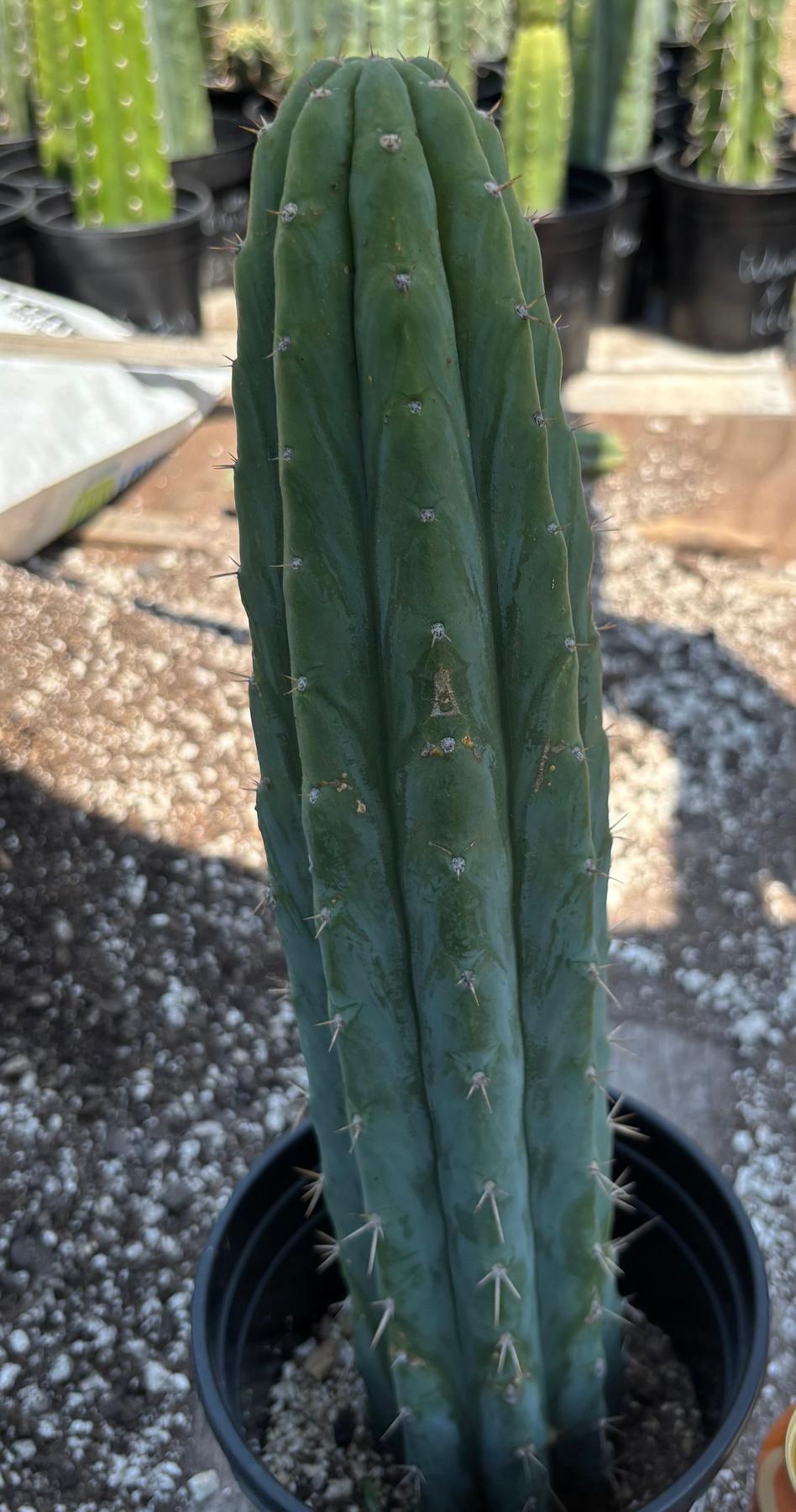 #EC368 EXACT Trichocereus Lost Label Cactus 16"-Cactus - Large - Exact-The Succulent Source