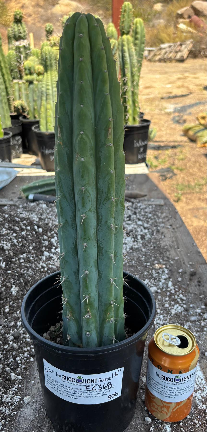 #EC368 EXACT Trichocereus Lost Label Cactus 16"-Cactus - Large - Exact-The Succulent Source
