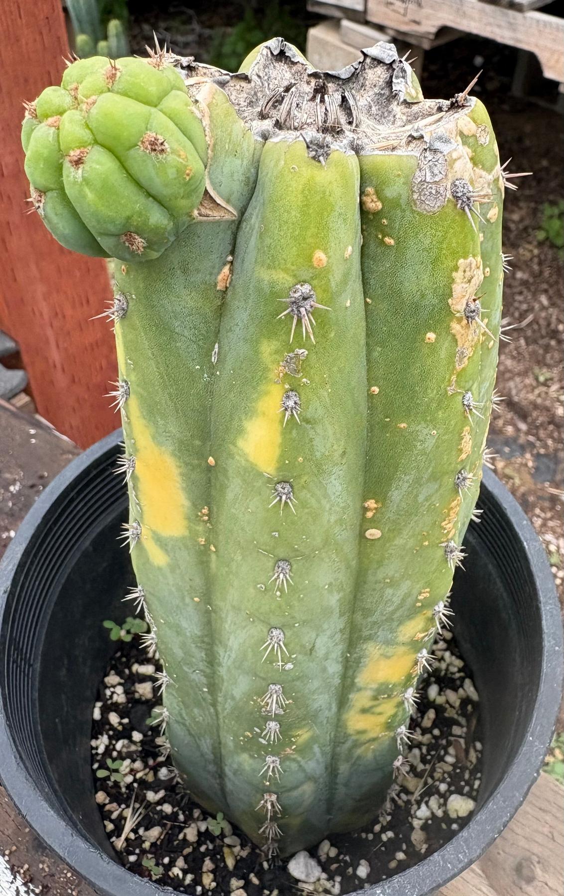 #EC37 EXACT Trichocereus Hybrid Pachanoi China Gold Variegated Cactus 10”-Cactus - Large - Exact-The Succulent Source