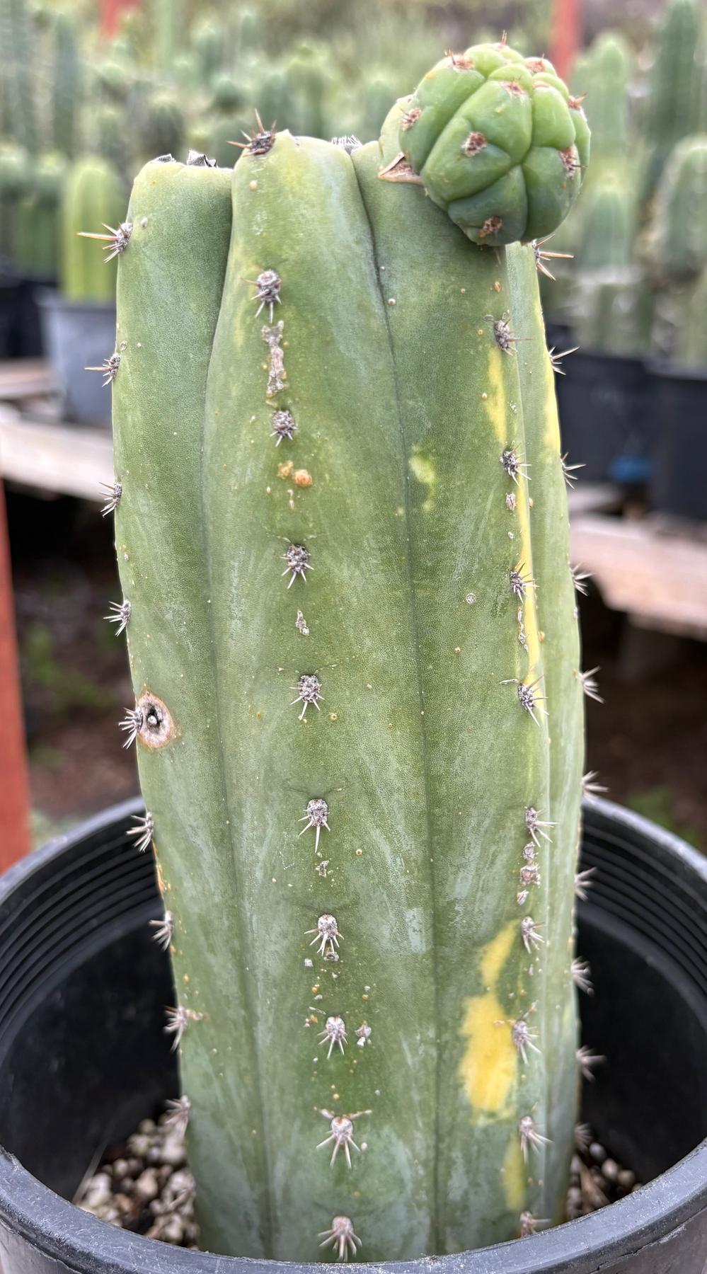 #EC37 EXACT Trichocereus Hybrid Pachanoi China Gold Variegated Cactus 10”-Cactus - Large - Exact-The Succulent Source