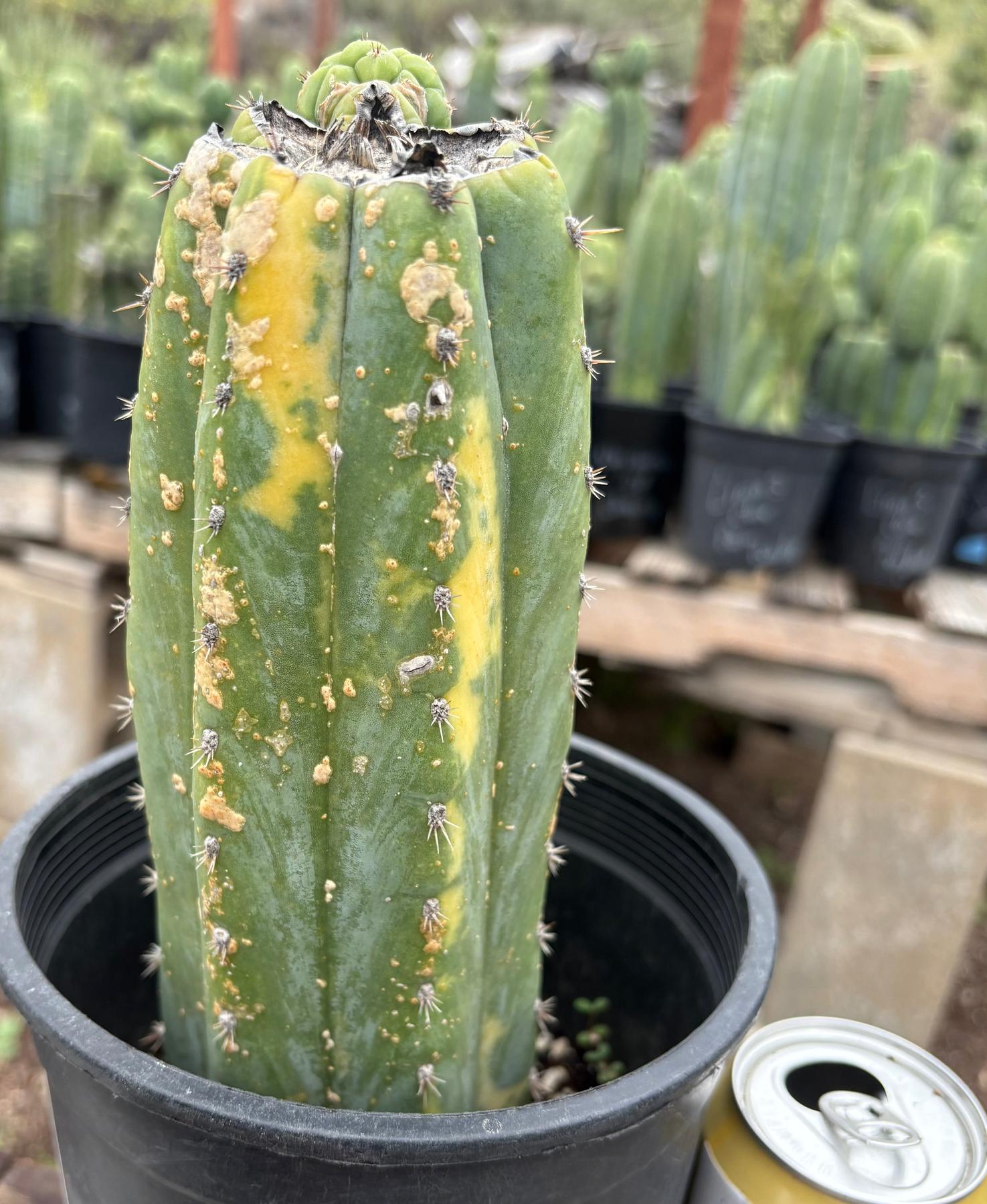 #EC37 EXACT Trichocereus Hybrid Pachanoi China Gold Variegated Cactus 10”-Cactus - Large - Exact-The Succulent Source