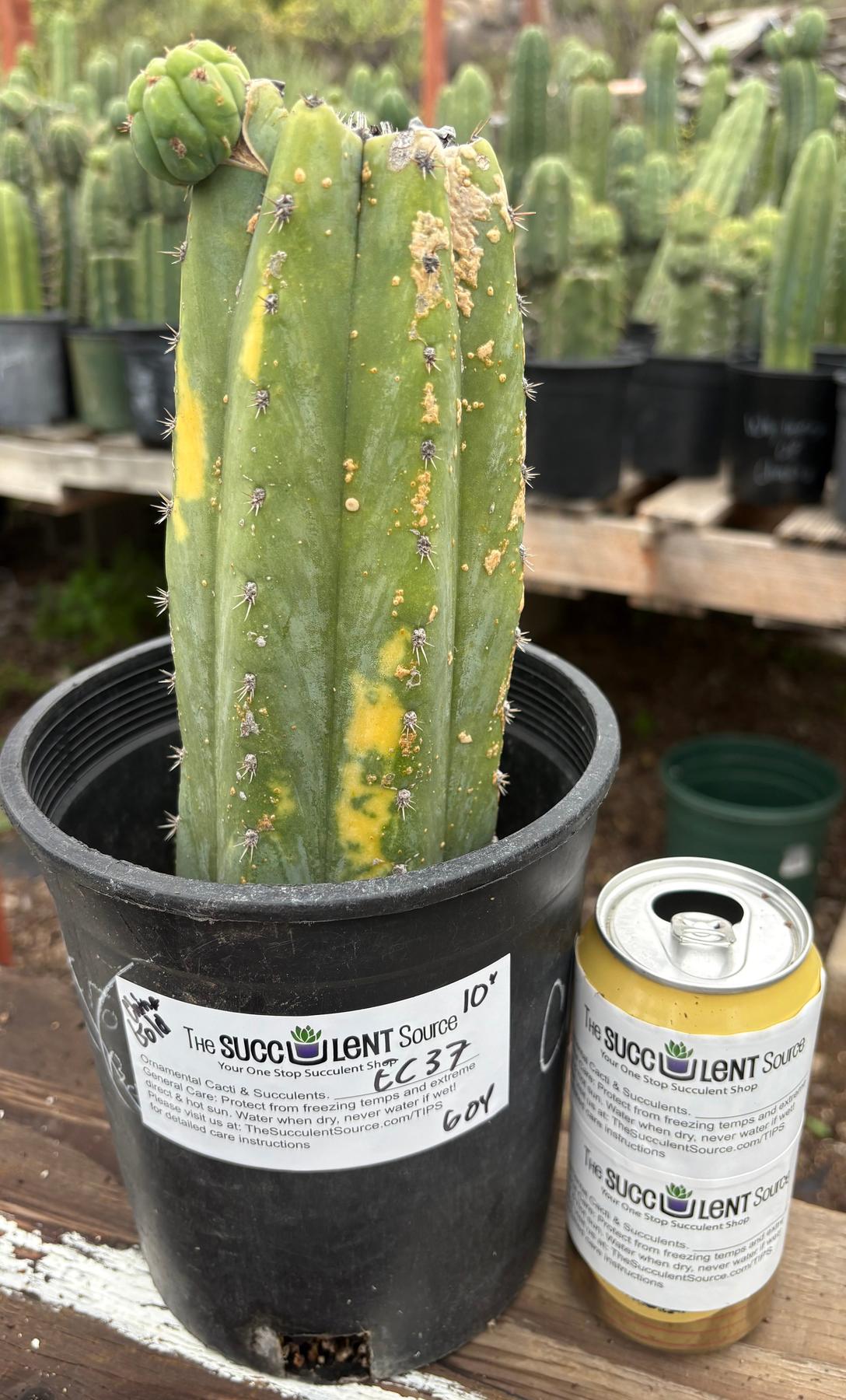 #EC37 EXACT Trichocereus Hybrid Pachanoi China Gold Variegated Cactus 10”-Cactus - Large - Exact-The Succulent Source
