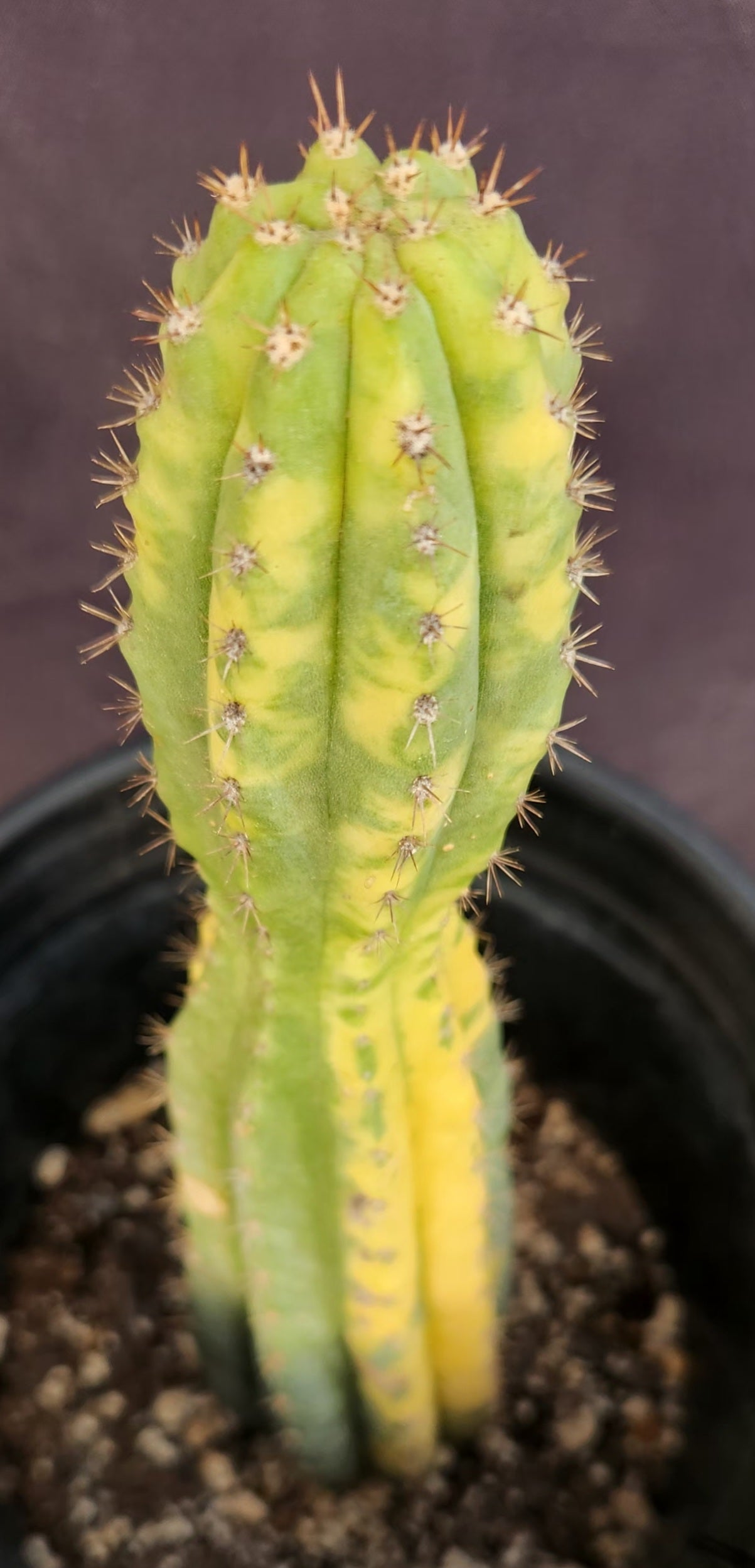 #EC37 EXACT Trichocereus Hybrid Pachanoi China Gold Variegated Cactus 10.5"-Cactus - Large - Exact-The Succulent Source