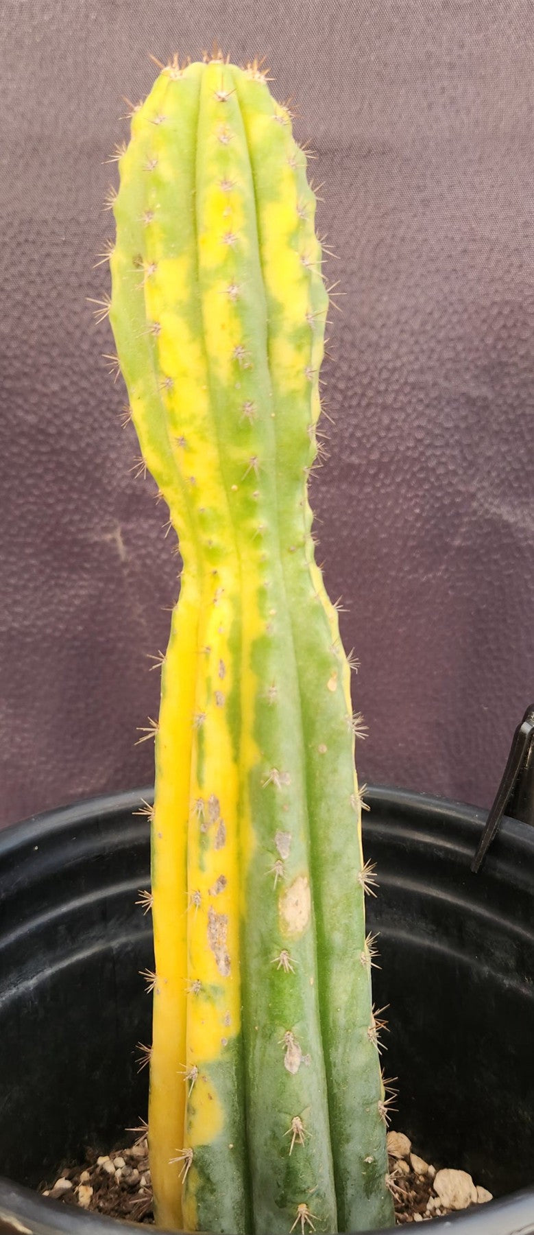 #EC37 EXACT Trichocereus Hybrid Pachanoi China Gold Variegated Cactus 10.5"-Cactus - Large - Exact-The Succulent Source