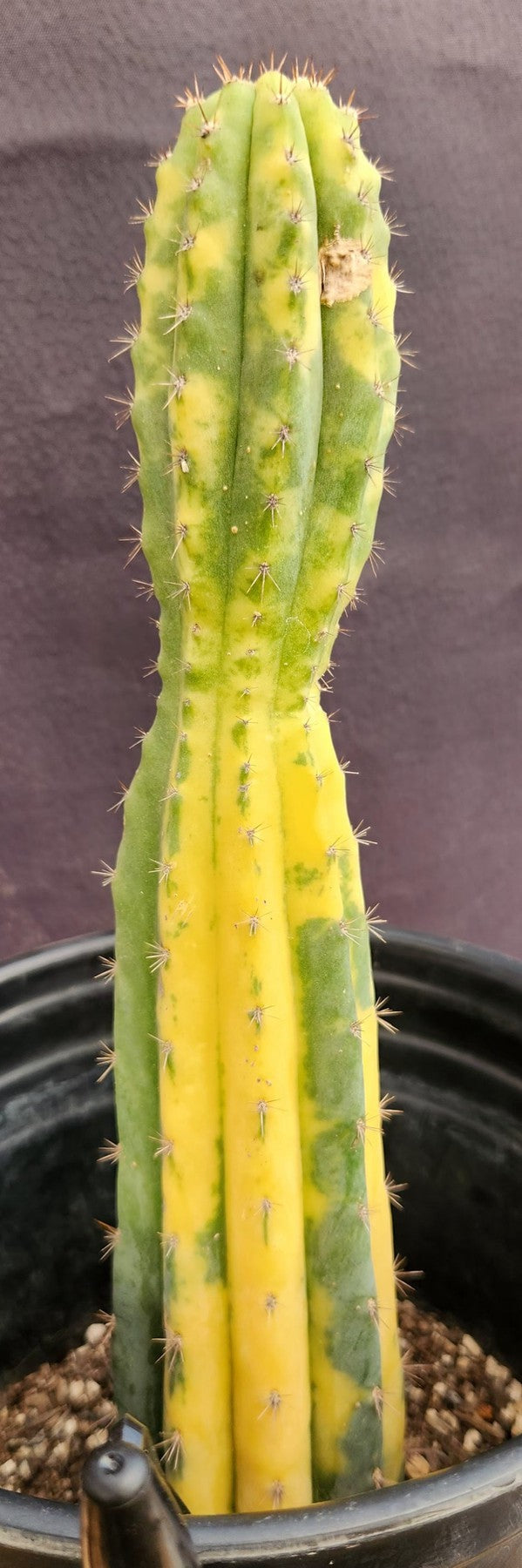 #EC37 EXACT Trichocereus Hybrid Pachanoi China Gold Variegated Cactus 10.5"-Cactus - Large - Exact-The Succulent Source