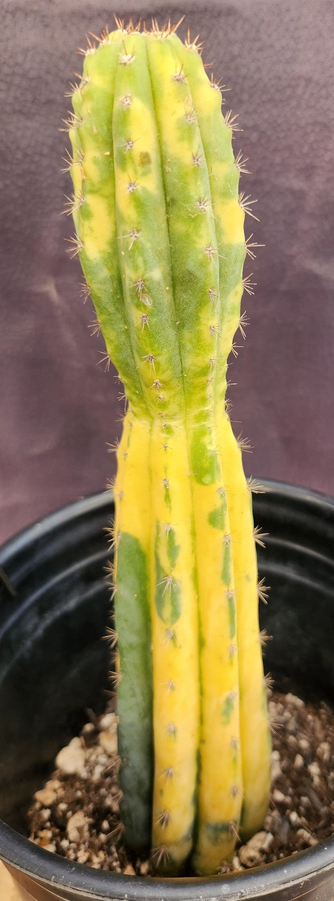 #EC37 EXACT Trichocereus Hybrid Pachanoi China Gold Variegated Cactus 10.5"-Cactus - Large - Exact-The Succulent Source