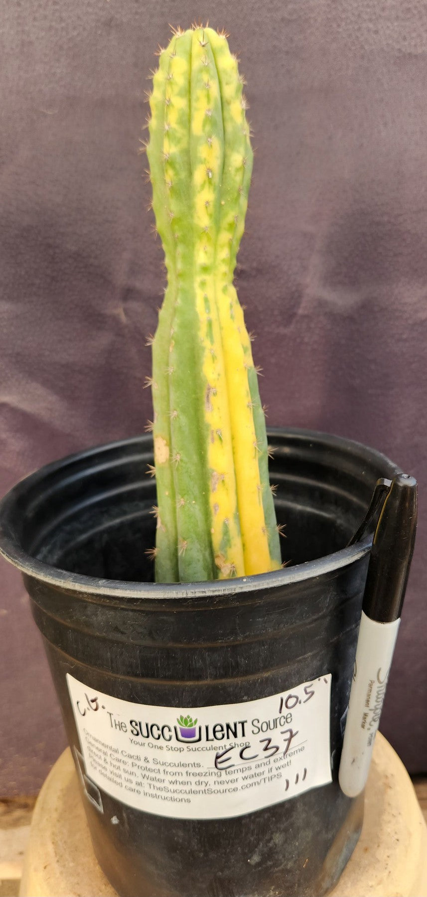 #EC37 EXACT Trichocereus Hybrid Pachanoi China Gold Variegated Cactus 10.5"-Cactus - Large - Exact-The Succulent Source