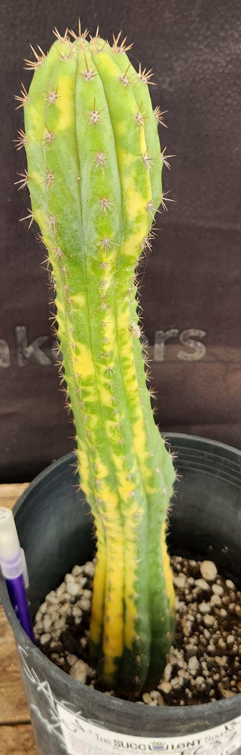 #EC37 EXACT Trichocereus Hybrid Pachanoi China Gold Variegated Cactus 13.5"-Cactus - Large - Exact-The Succulent Source