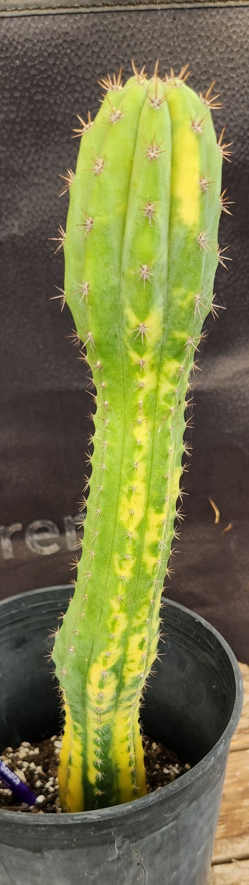 #EC37 EXACT Trichocereus Hybrid Pachanoi China Gold Variegated Cactus 13.5"-Cactus - Large - Exact-The Succulent Source