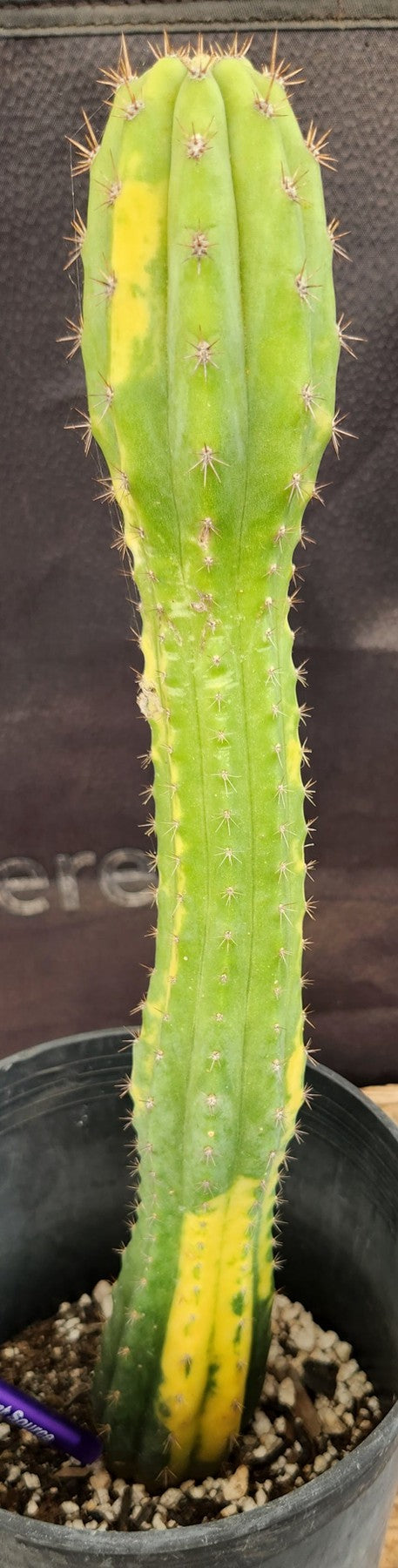 #EC37 EXACT Trichocereus Hybrid Pachanoi China Gold Variegated Cactus 13.5"
