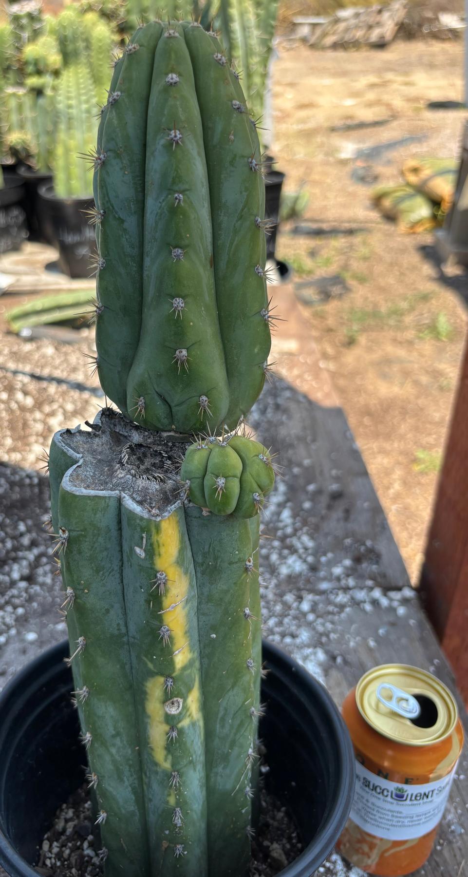 #EC37 EXACT Trichocereus Hybrid Pachanoi China Gold Variegated Cactus 15”-Cactus - Large - Exact-The Succulent Source
