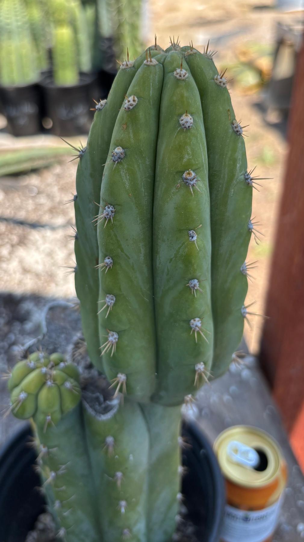 #EC37 EXACT Trichocereus Hybrid Pachanoi China Gold Variegated Cactus 15”-Cactus - Large - Exact-The Succulent Source