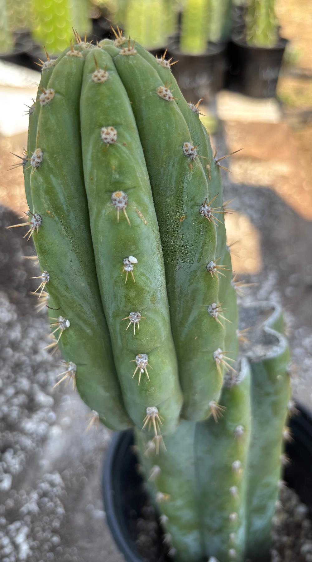 #EC37 EXACT Trichocereus Hybrid Pachanoi China Gold Variegated Cactus 15”-Cactus - Large - Exact-The Succulent Source