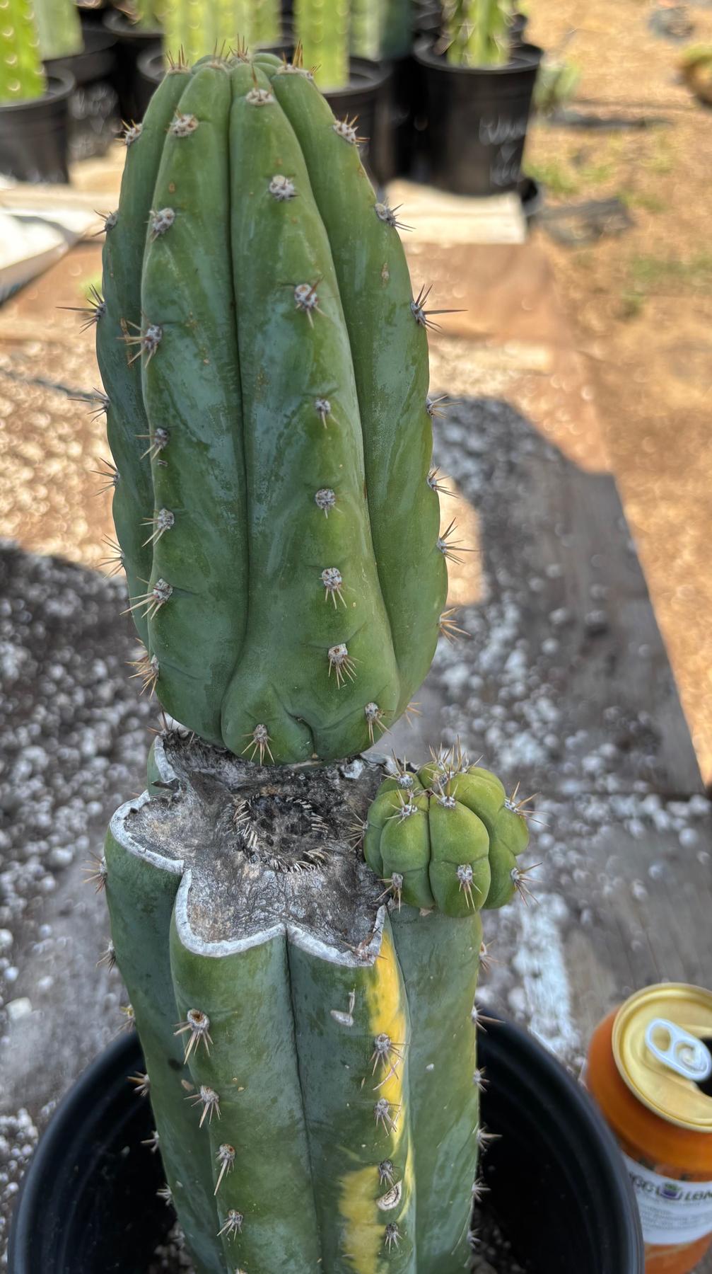#EC37 EXACT Trichocereus Hybrid Pachanoi China Gold Variegated Cactus 15”-Cactus - Large - Exact-The Succulent Source